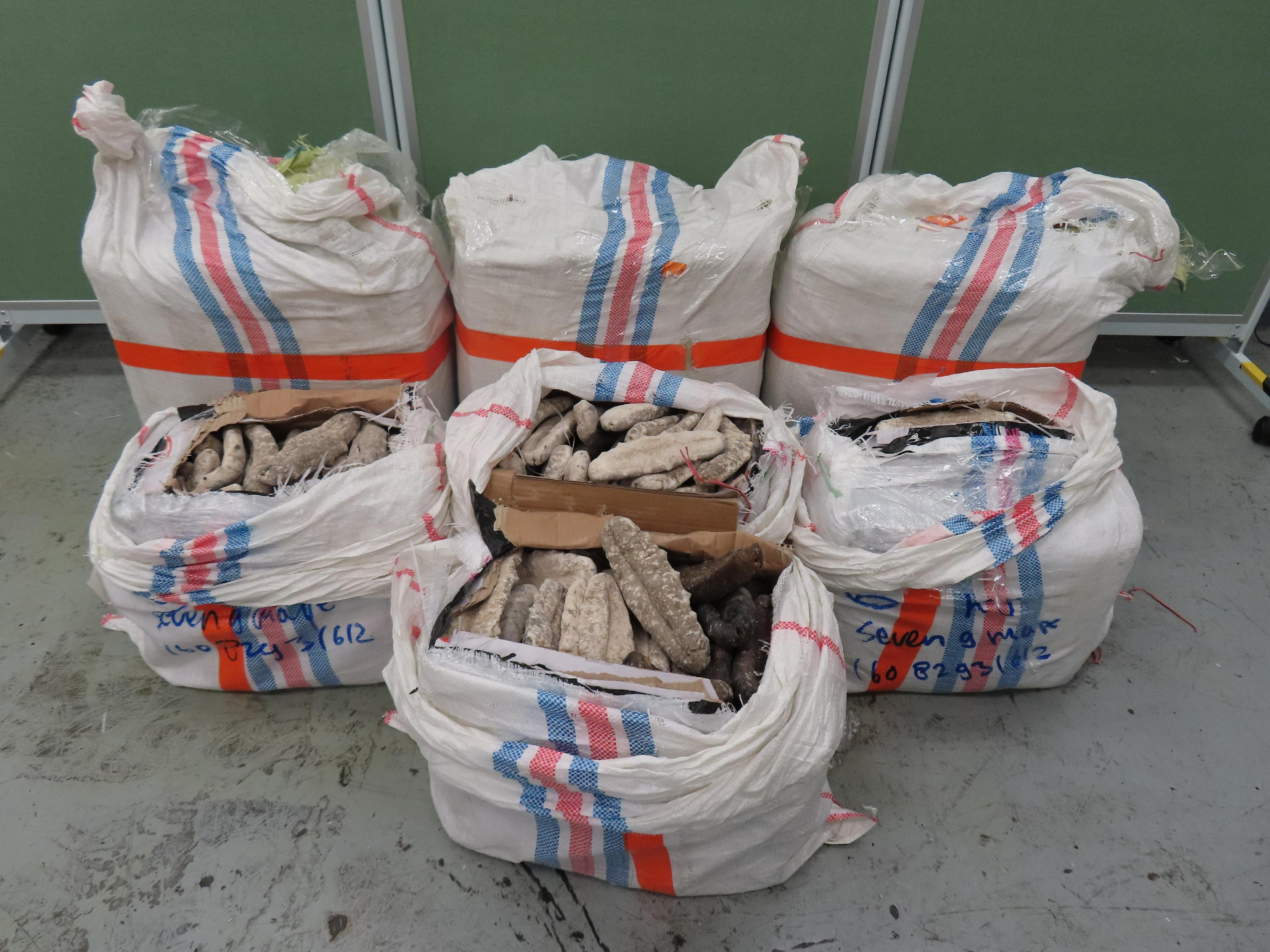 Hong Kong Customs on October 10 seized about 460 kilograms of suspected scheduled dried shark fins, 200kg of suspected scheduled dried sea cucumbers and 3 300 boxes of proprietary Chinese medicine with ingredients of suspected scheduled Gastrodia Elata, with a total estimated market value of about $2.3 million, at Hong Kong International Airport. Photo shows the suspected scheduled dried sea cucumbers seized.