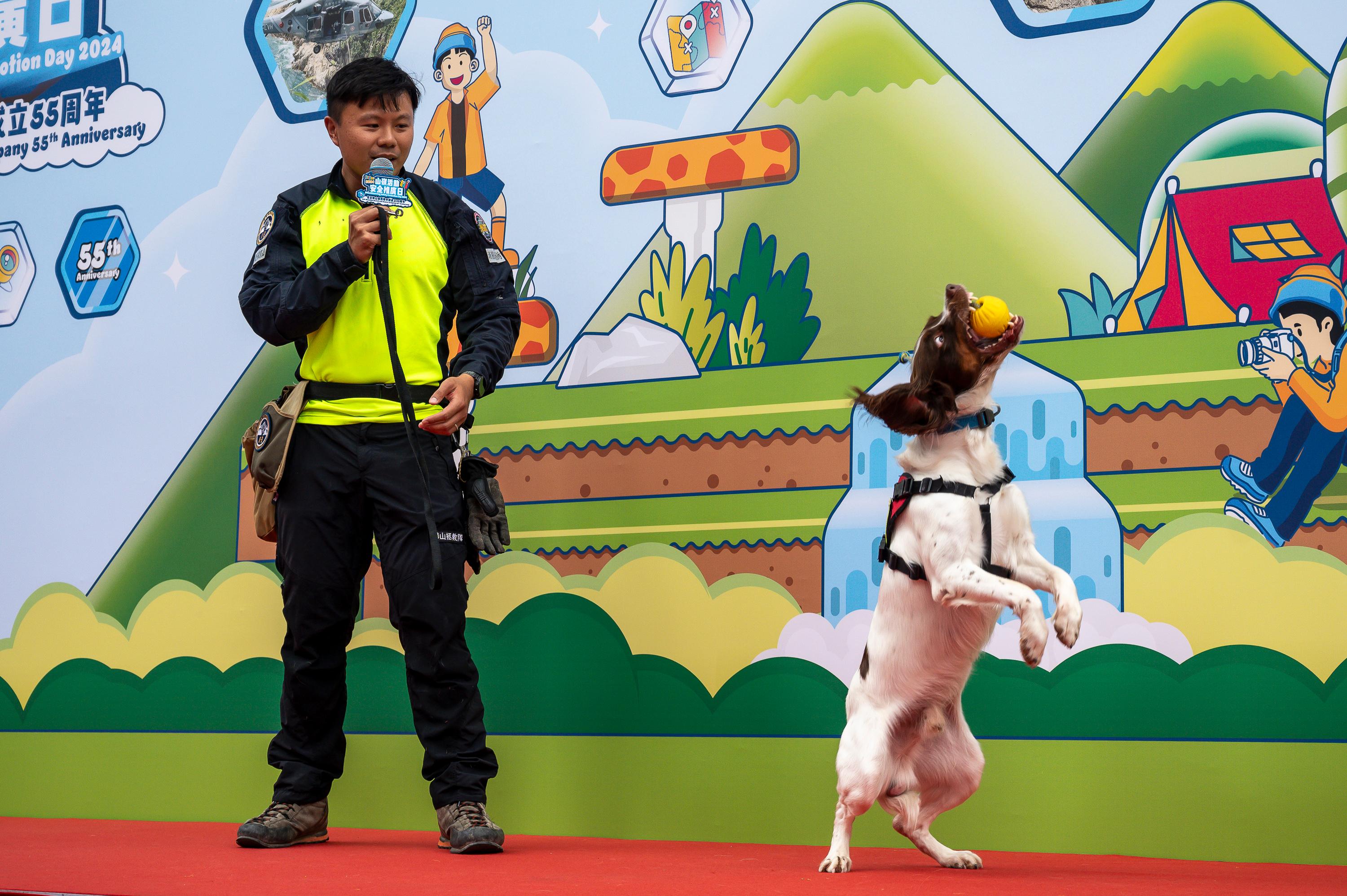 The Civil Aid Service (CAS) held the Mountaineering Safety Promotion Day 2024 and 55th Anniversary of the CAS Mountain Search and Rescue Company with various government departments and mountaineering organisations today (October 20) at the Free Space, Kwun Tong Town Centre.  Photo shows a Fire Services Department rescue dog demonstrating rescue exercise at the event.