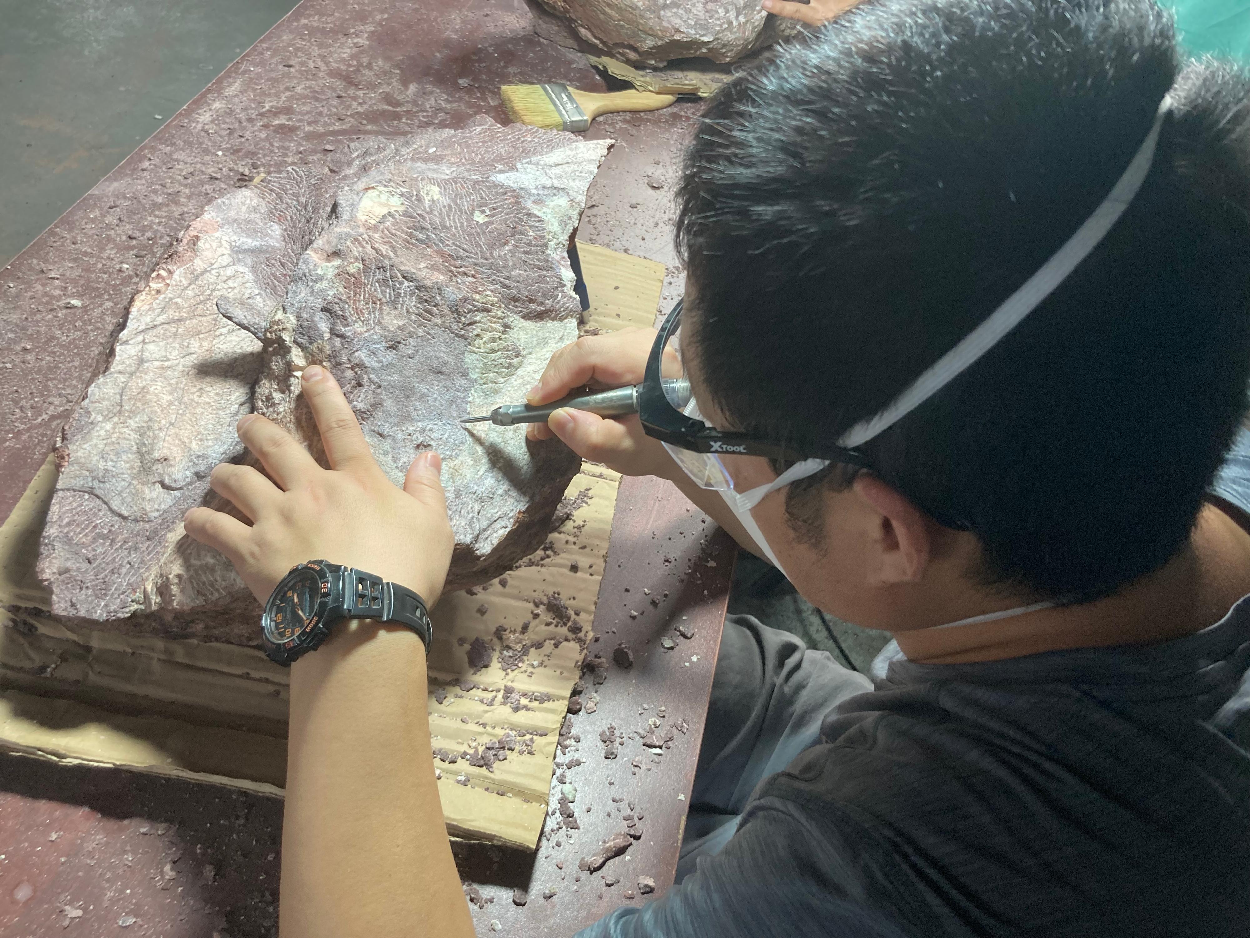 Dinosaur fossils were discovered for the first time in Hong Kong. Photo shows an expert of the Institute of Vertebrate Paleontology and Paleoanthropology of the Chinese Academy of Sciences preparing a rock containing dinosaur fossils.