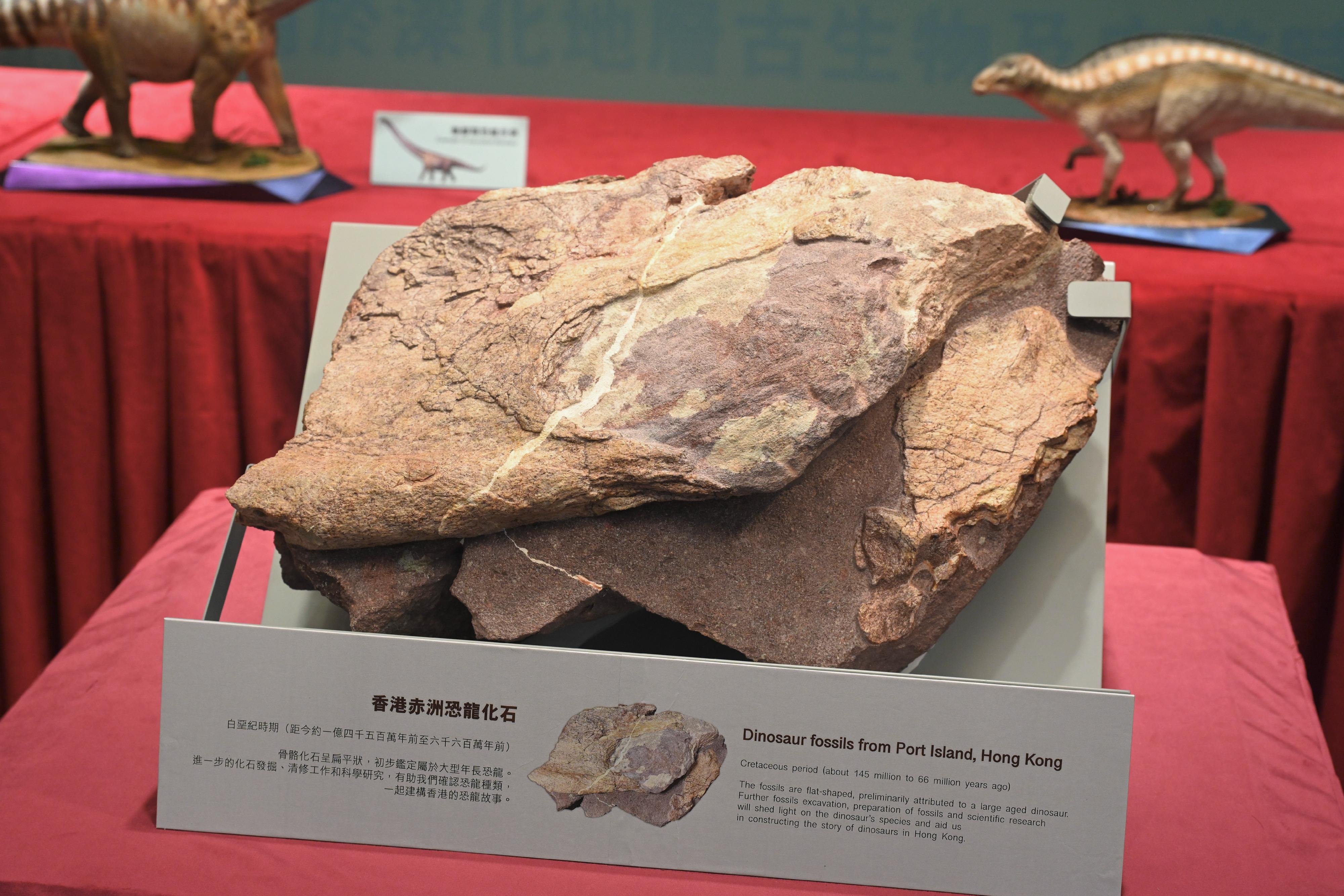 Dinosaur fossils were discovered for the first time in Hong Kong. Photo shows dinosaur fossils discovered on Port Island in the Hong Kong UNESCO Global Geopark.