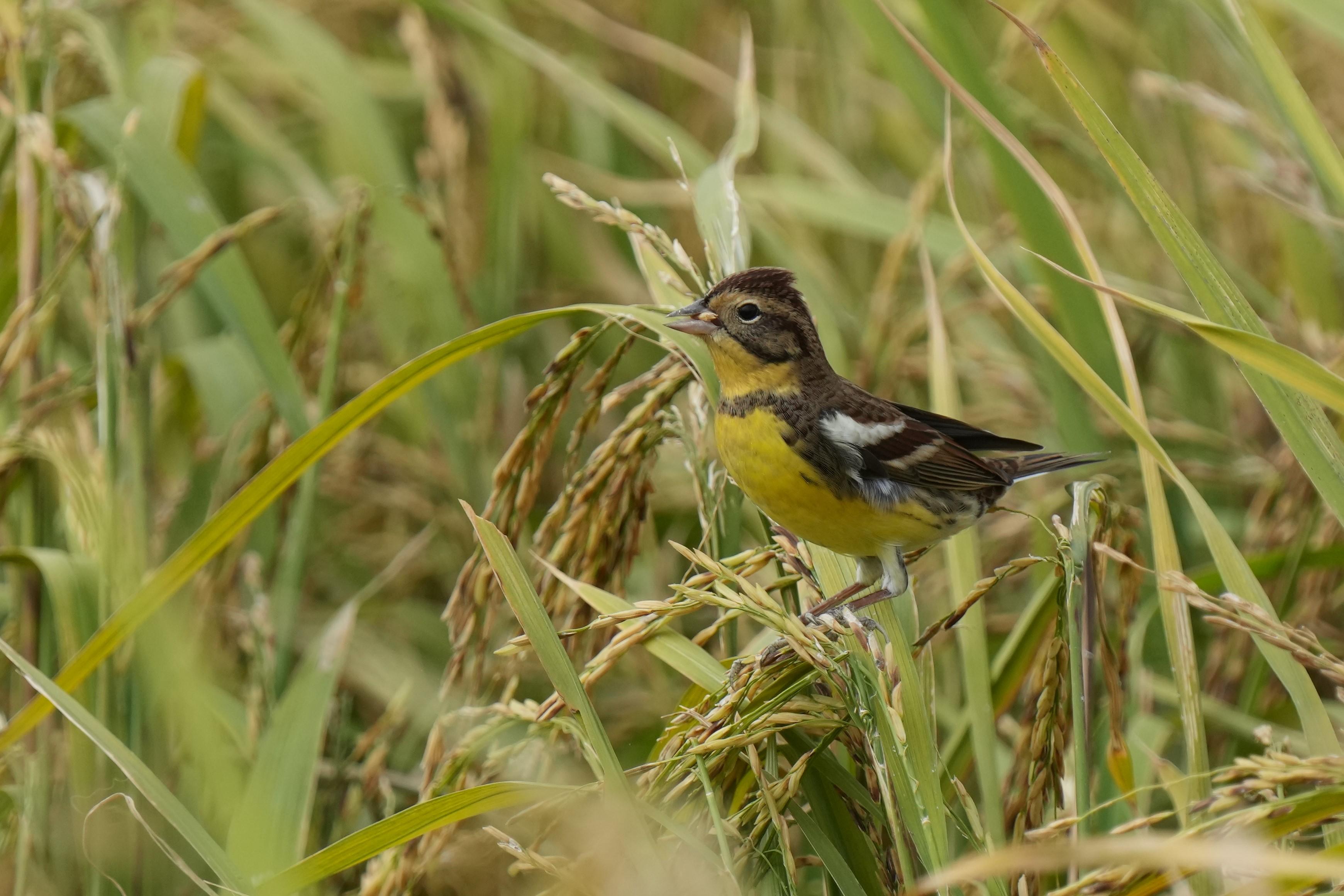 The Long Valley Nature Park (LVNP) was officially opened today (November 9) for public visits. Photo shows a critically endangered Yellow-breasted Bunting (Emberiza aureola). In the past three years, the number of Yellow-breasted Buntings sighted in the LVNP area has doubled to around 50.