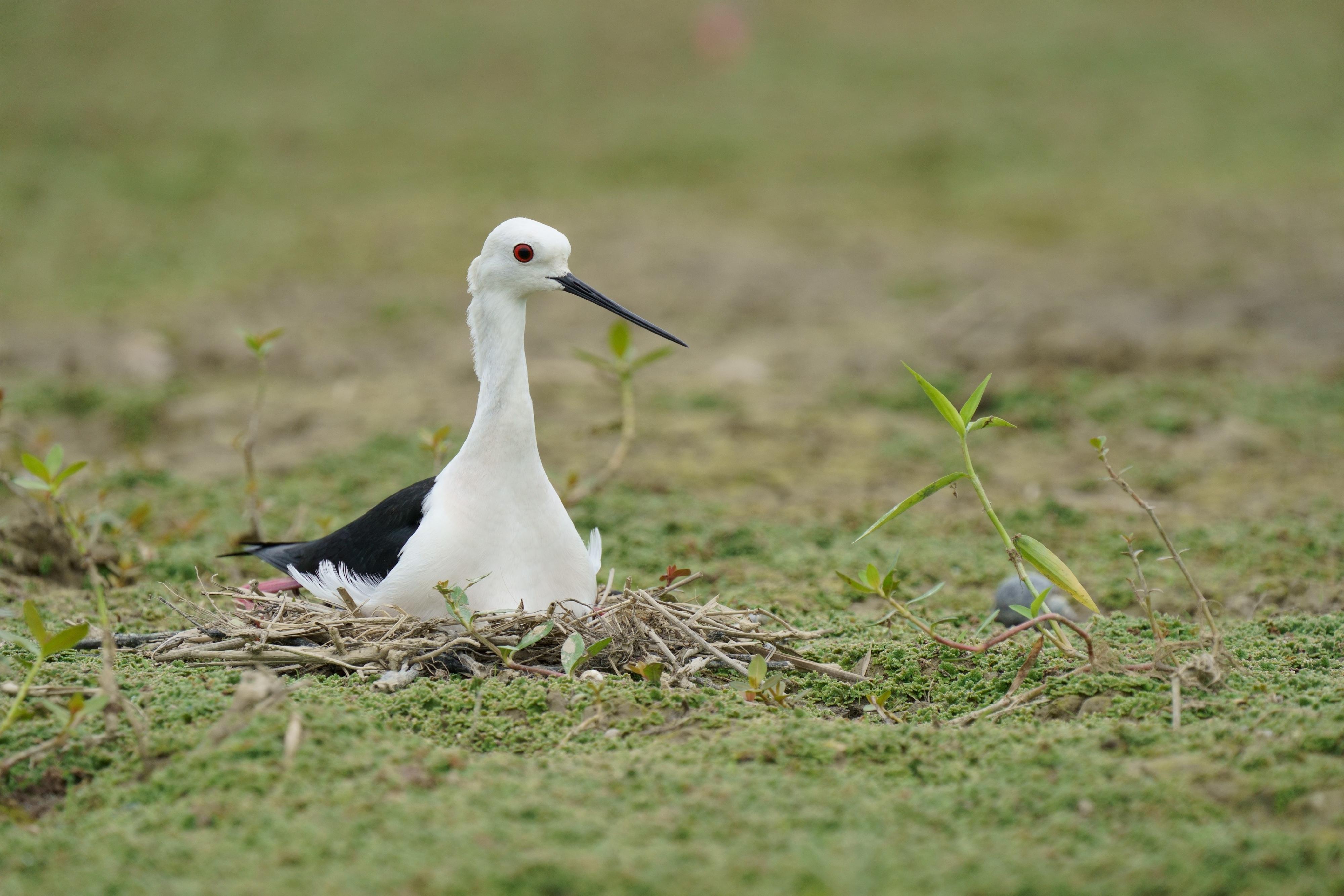 The Long Valley Nature Park (LVNP) was officially opened today (November 9) for public visits. Photo shows a Black-winged Stilt (Himantopus himantopus). The Agriculture, Fisheries and Conservation Department first recorded Black-winged Stilts nesting in the LVNP area in 2021, with the number of nests increasing from five in 2021 to more than 50 in 2024.