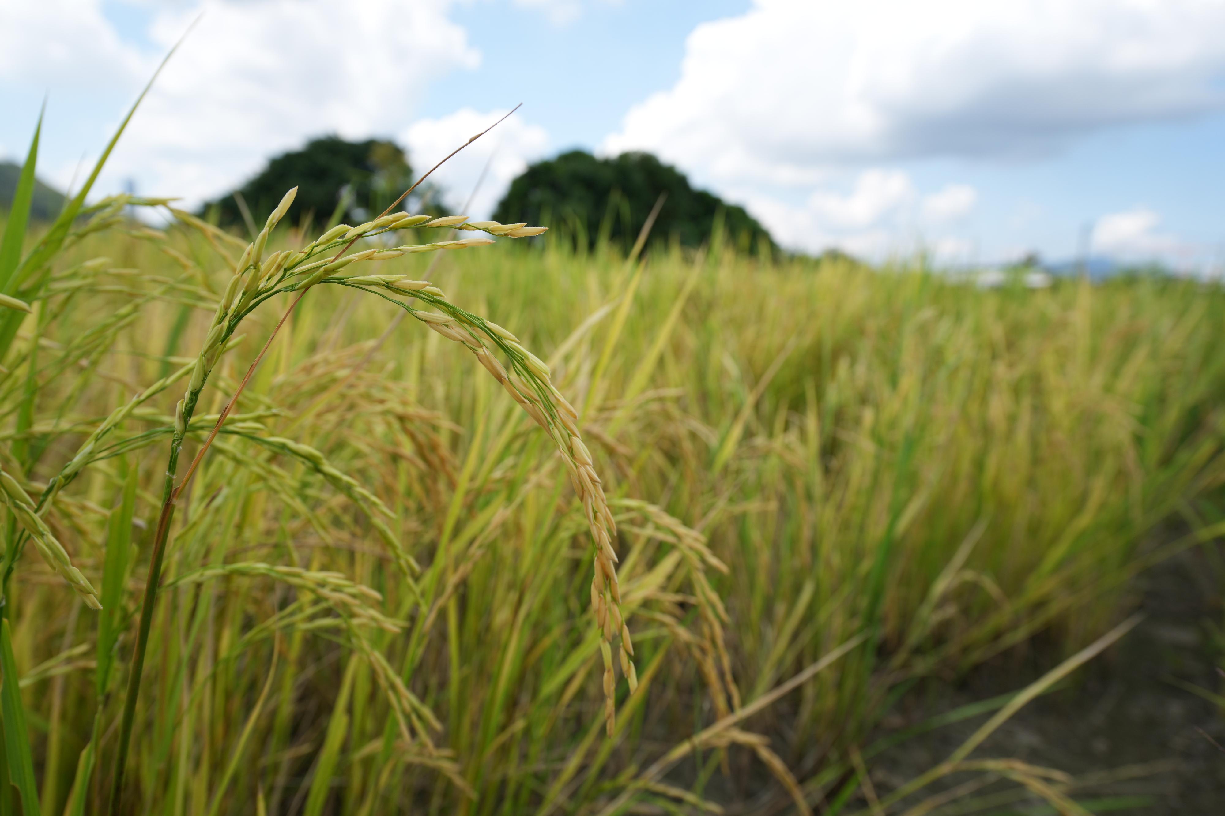 The Long Valley Nature Park (LVNP) was officially opened today (November 9) for public visits. Photo shows a paddy field, an important habitat in the LVNP.