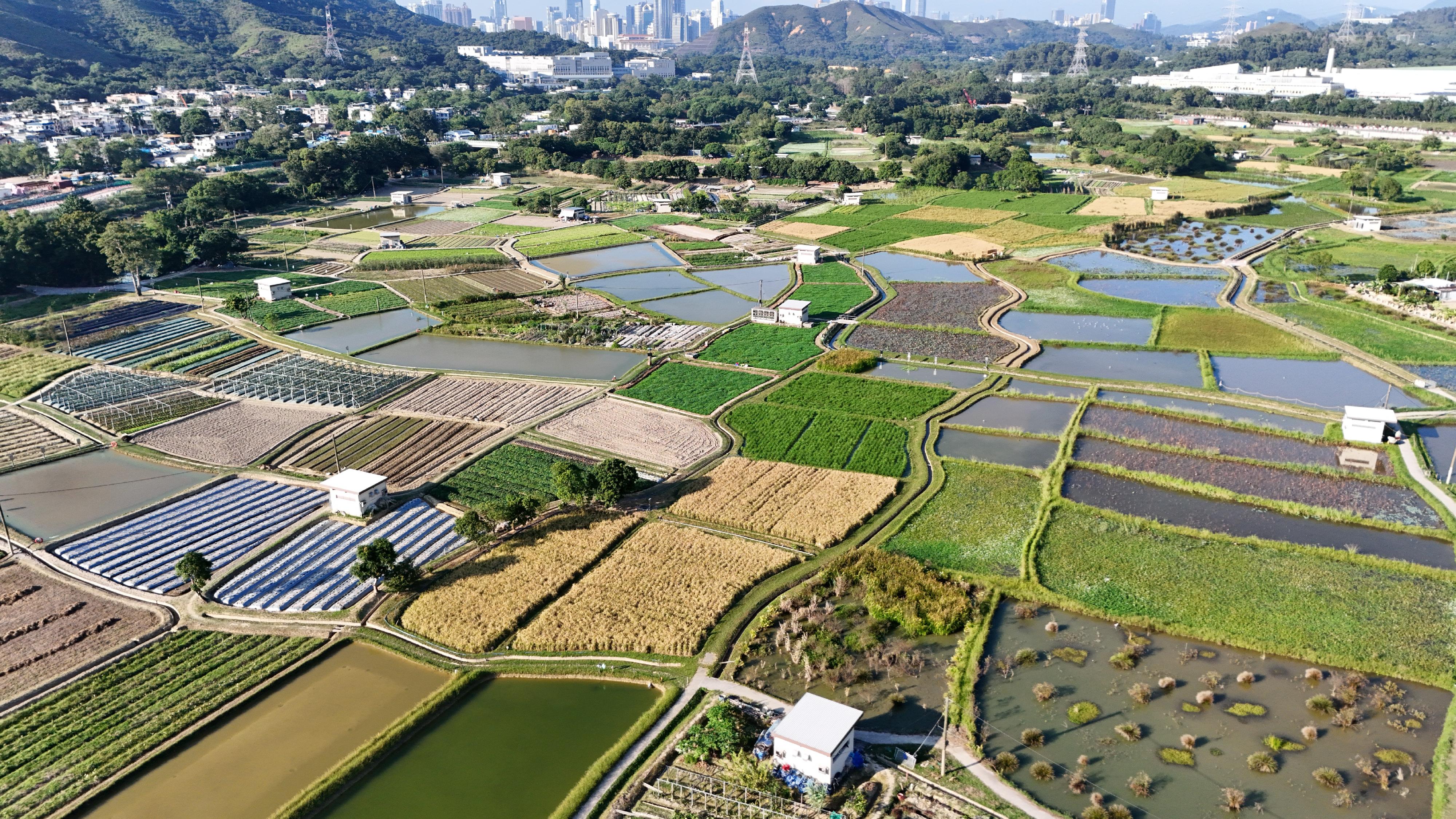 The Long Valley Nature Park (LVNP) was officially opened today (November 9) for public visits. The Biodiversity Zone of the LVNP features diverse wetland habitats, including wet farmlands, a water flea pond, shallow ponds and marshes, with a total area of 21 hectares.