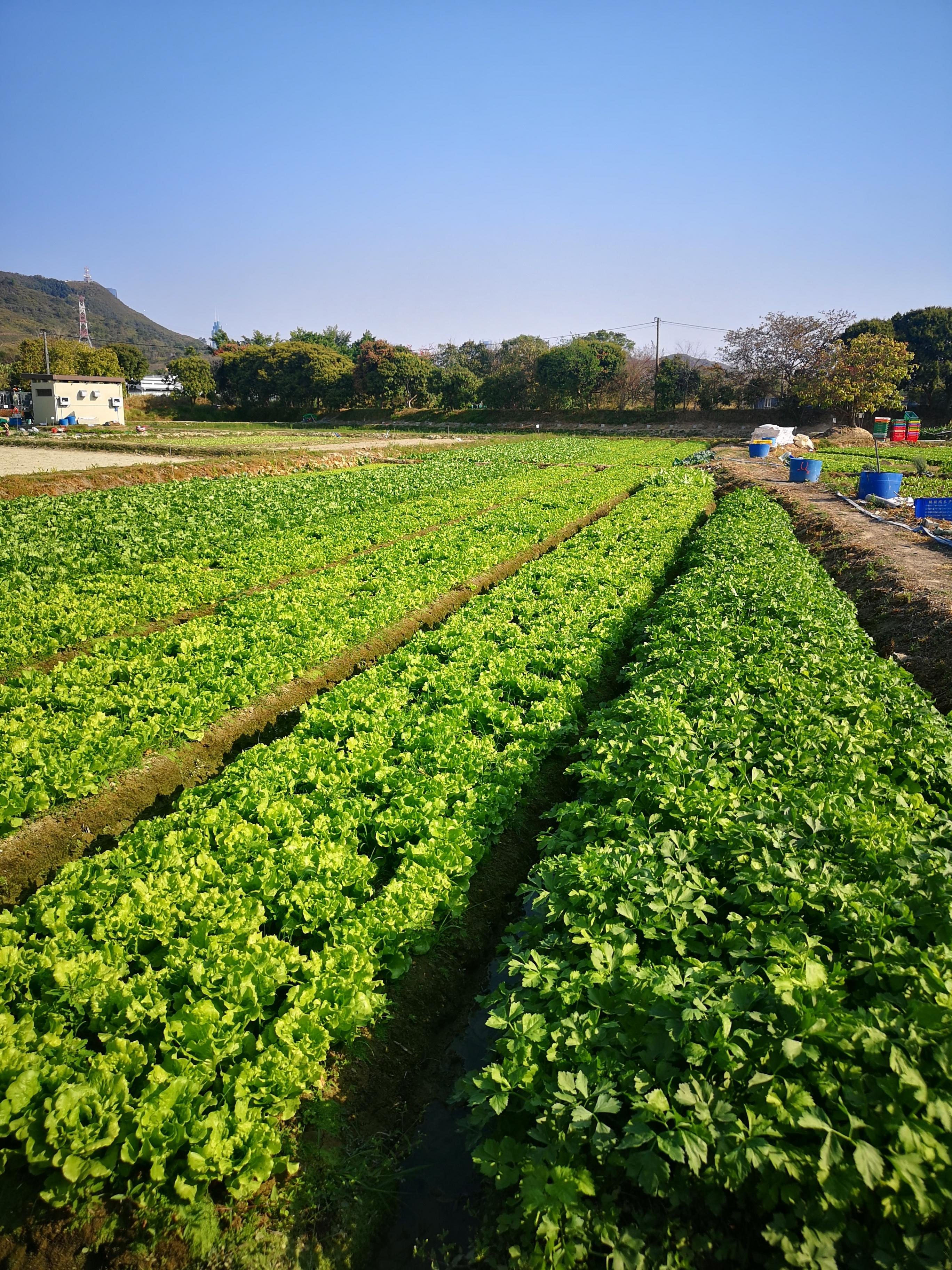 The Long Valley Nature Park (LVNP) was officially opened today (November 9) for public visits. The Agriculture Zone of the LVNP provides farmlands for eco-friendly farming, including organic farming, covering approximately 11 hectares.