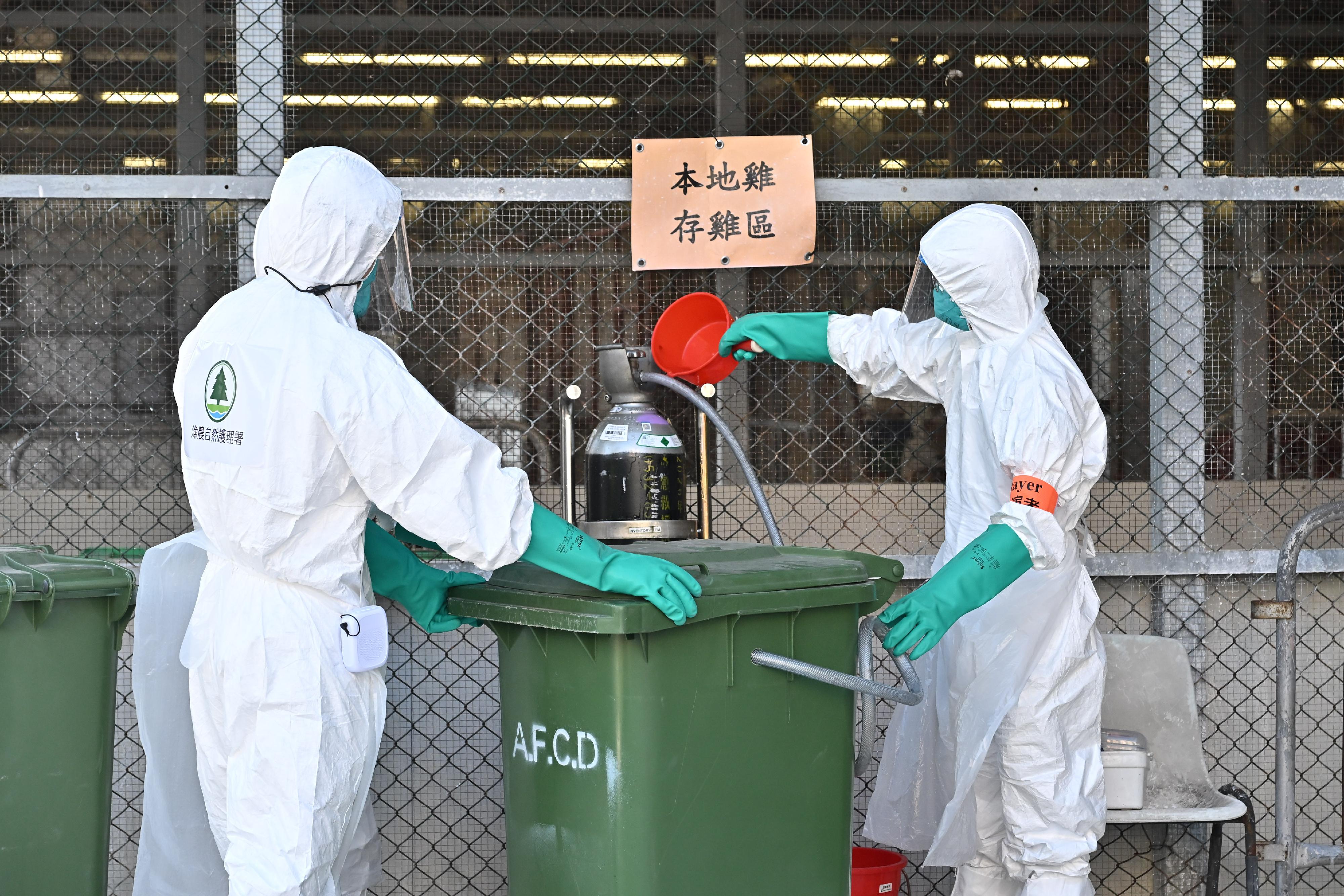 The Centre for Health Protection of the Department of Health, in collaboration with relevant government departments, today (November 27) conducted a public health exercise, code-named "Amazonite", to enhance its response capabilities in handling a human case of avian influenza infection. Photo shows officers of the Agriculture, Fisheries and Conservation Department simulating chicken culling.