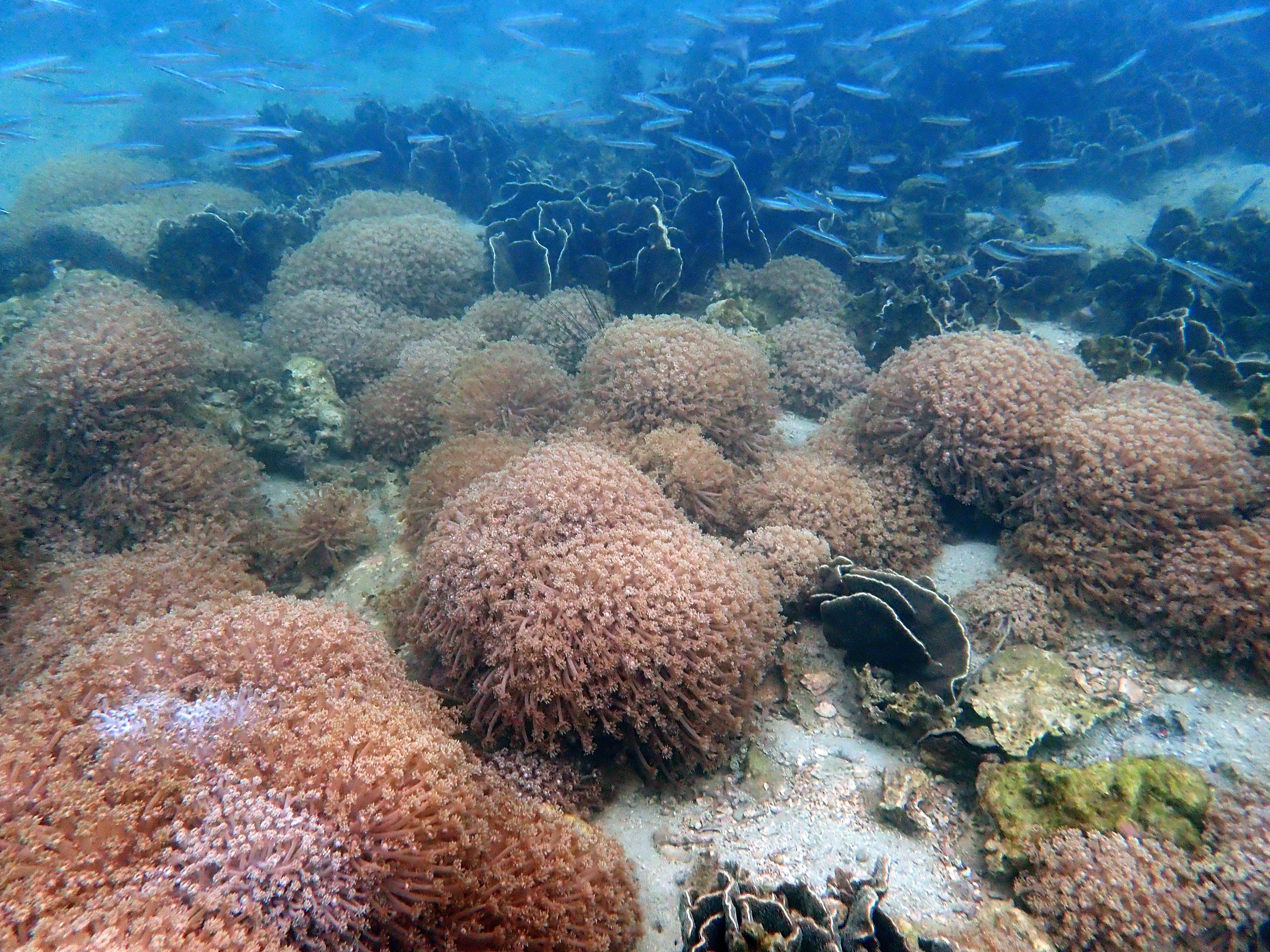 The Agriculture, Fisheries and Conservation Department announced today (December 8) the results of the Hong Kong Reef Check 2024 which showed that despite the impact of bleaching this summer, local corals are generally in healthy condition and species diversity remains on the high side. Photo shows coral communities at Sharp Island.