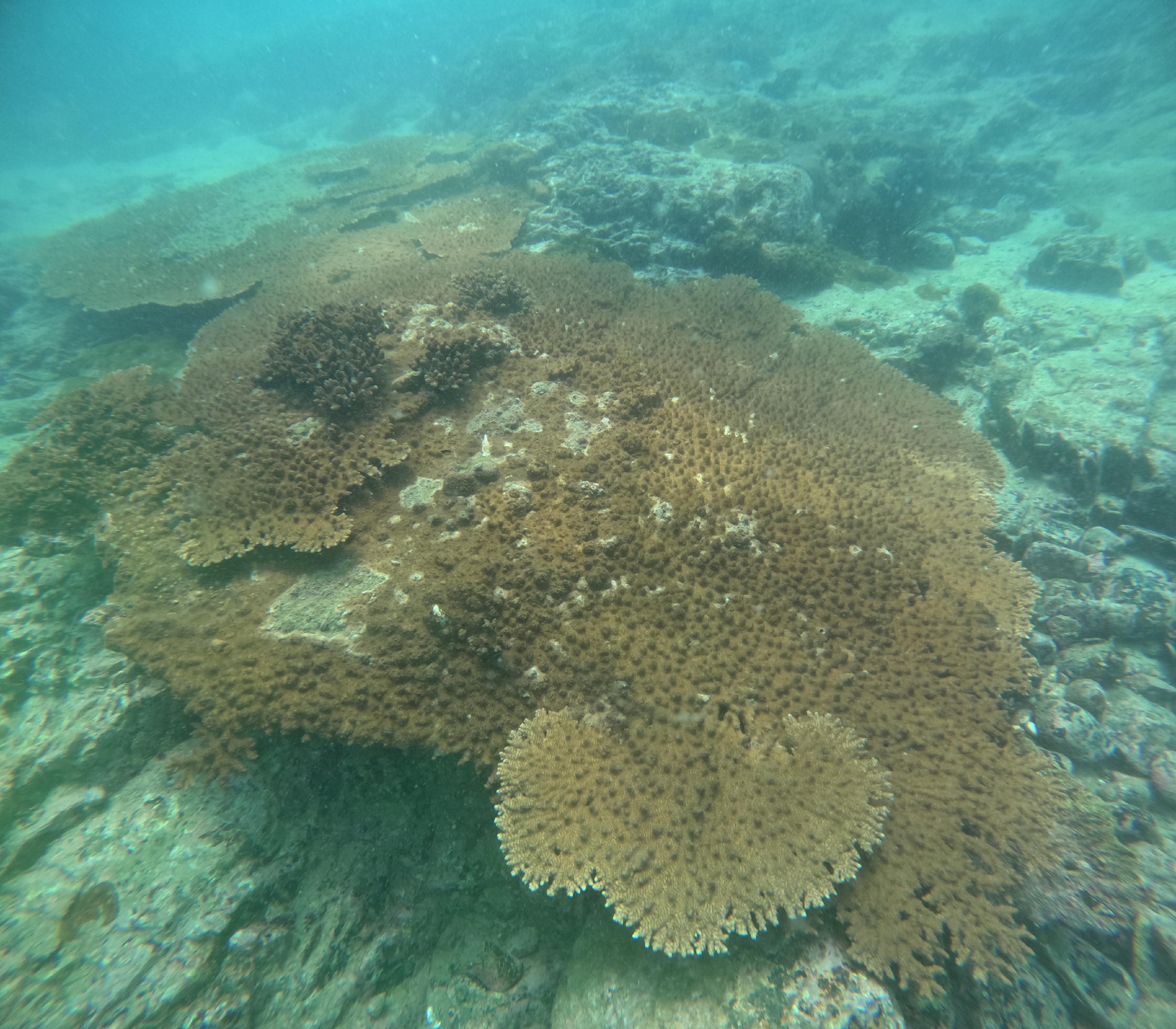 The Agriculture, Fisheries and Conservation Department announced today (December 8) the results of the Hong Kong Reef Check 2024 which showed that despite the impact of bleaching this summer, local corals are generally in healthy condition and species diversity remains on the high side. Photo shows staghorn corals at the Ninepin Group.