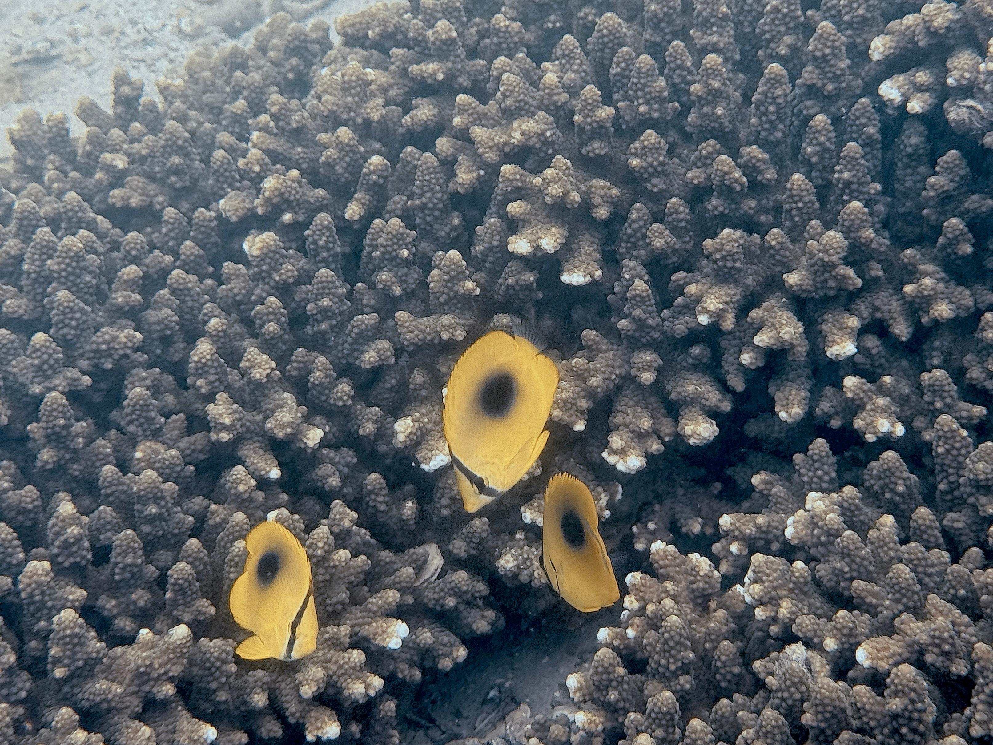 The Agriculture, Fisheries and Conservation Department announced today (December 8) the results of the Hong Kong Reef Check 2024 which showed that despite the impact of bleaching this summer, local corals are generally in healthy condition and species diversity remains on the high side. Photo shows butterfly fishes and staghorn corals at Sharp Island.