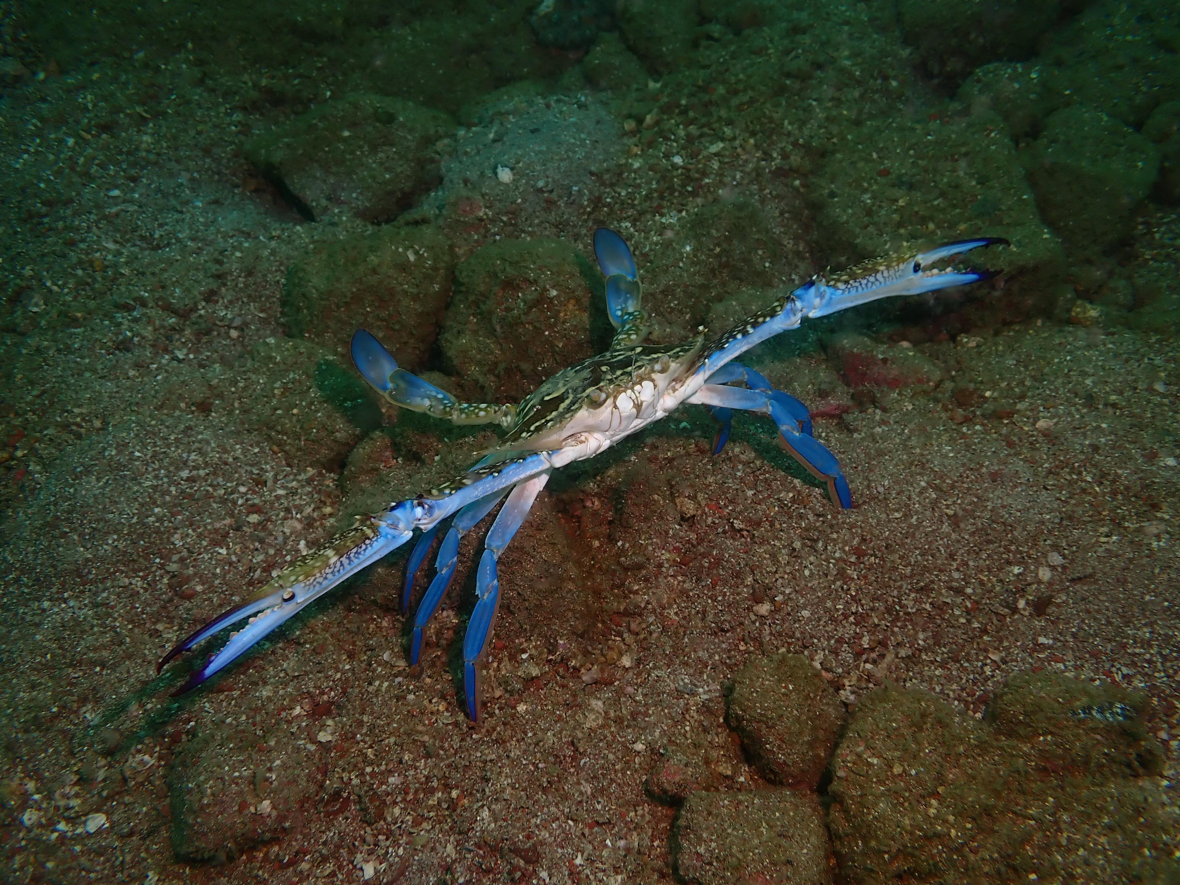 The Agriculture, Fisheries and Conservation Department announced today (December 8) the results of the Hong Kong Reef Check 2024 which showed that despite the impact of bleaching this summer, local corals are generally in healthy condition and species diversity remains on the high side. Photo shows a blue swimming crab at the Ninepin Group.