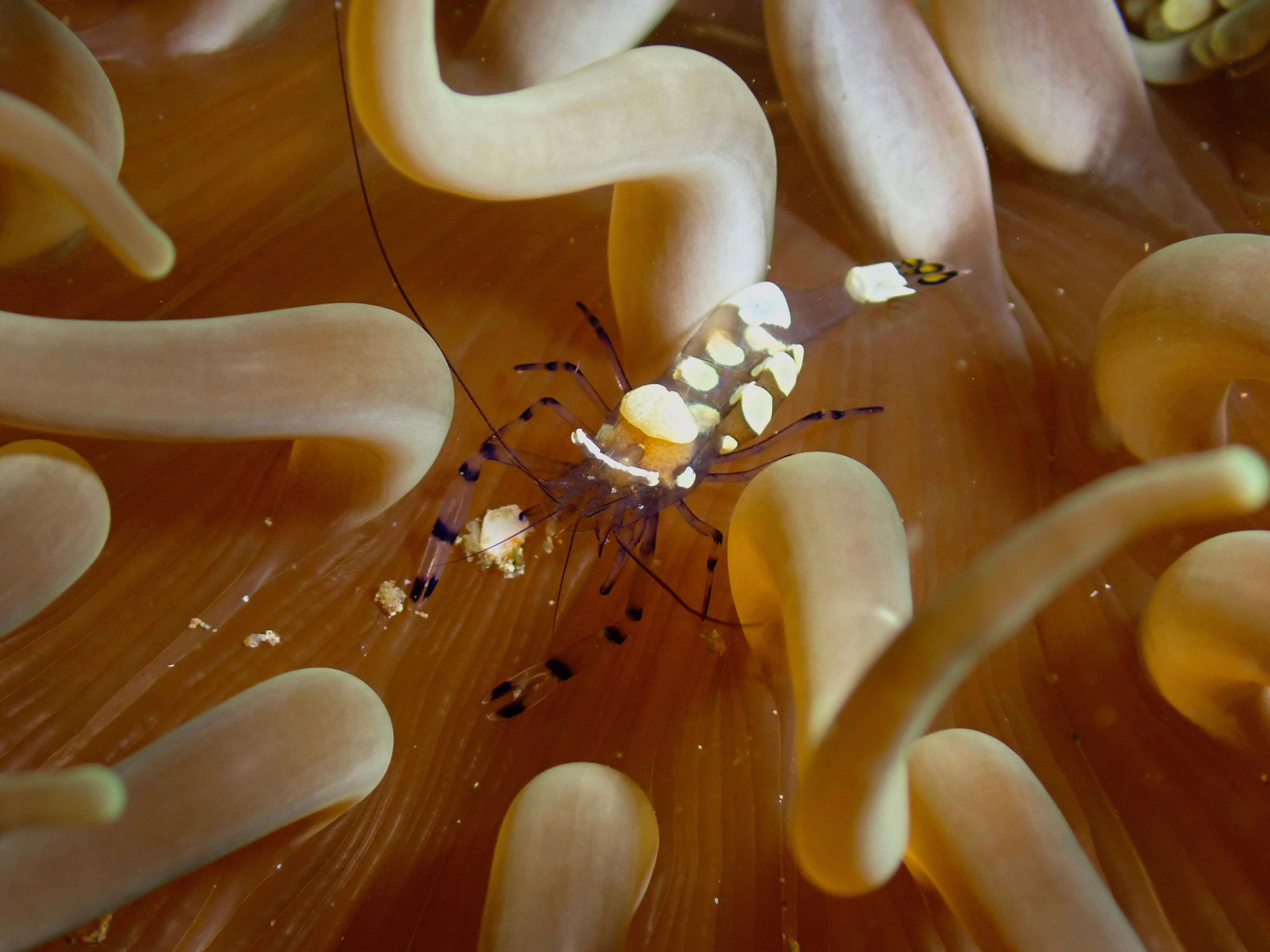 The Agriculture, Fisheries and Conservation Department announced today (December 8) the results of the Hong Kong Reef Check 2024 which showed that despite the impact of bleaching this summer, local corals are generally in healthy condition and species diversity remains on the high side. Photo shows a peacock-tail anemone shrimp at Port Island.