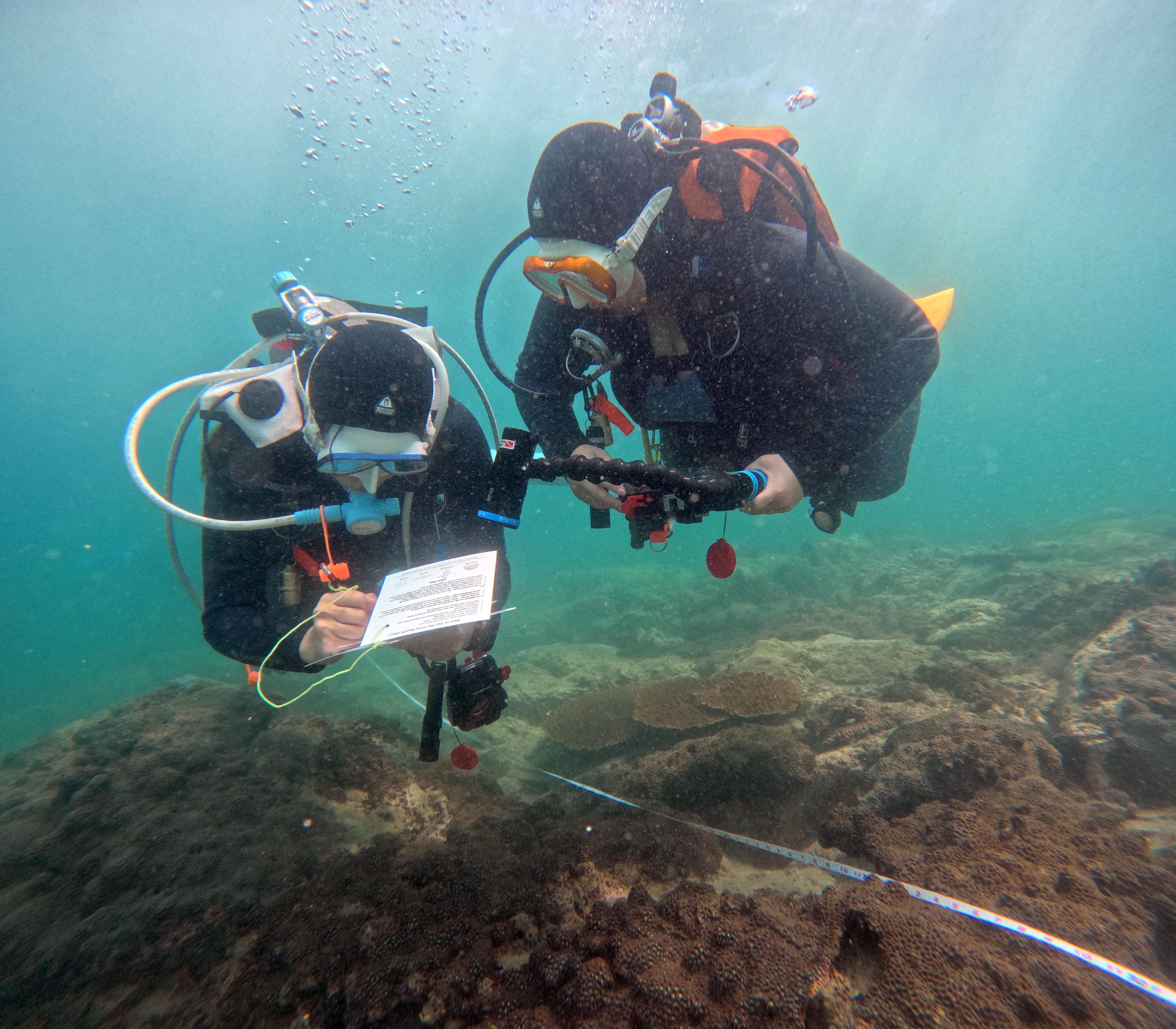 The Agriculture, Fisheries and Conservation Department announced today (December 8) the results of the Hong Kong Reef Check 2024 which showed that despite the impact of bleaching this summer, local corals are generally in healthy condition and species diversity remains on the high side. Photo shows two Reef Check divers conducting a coral survey.