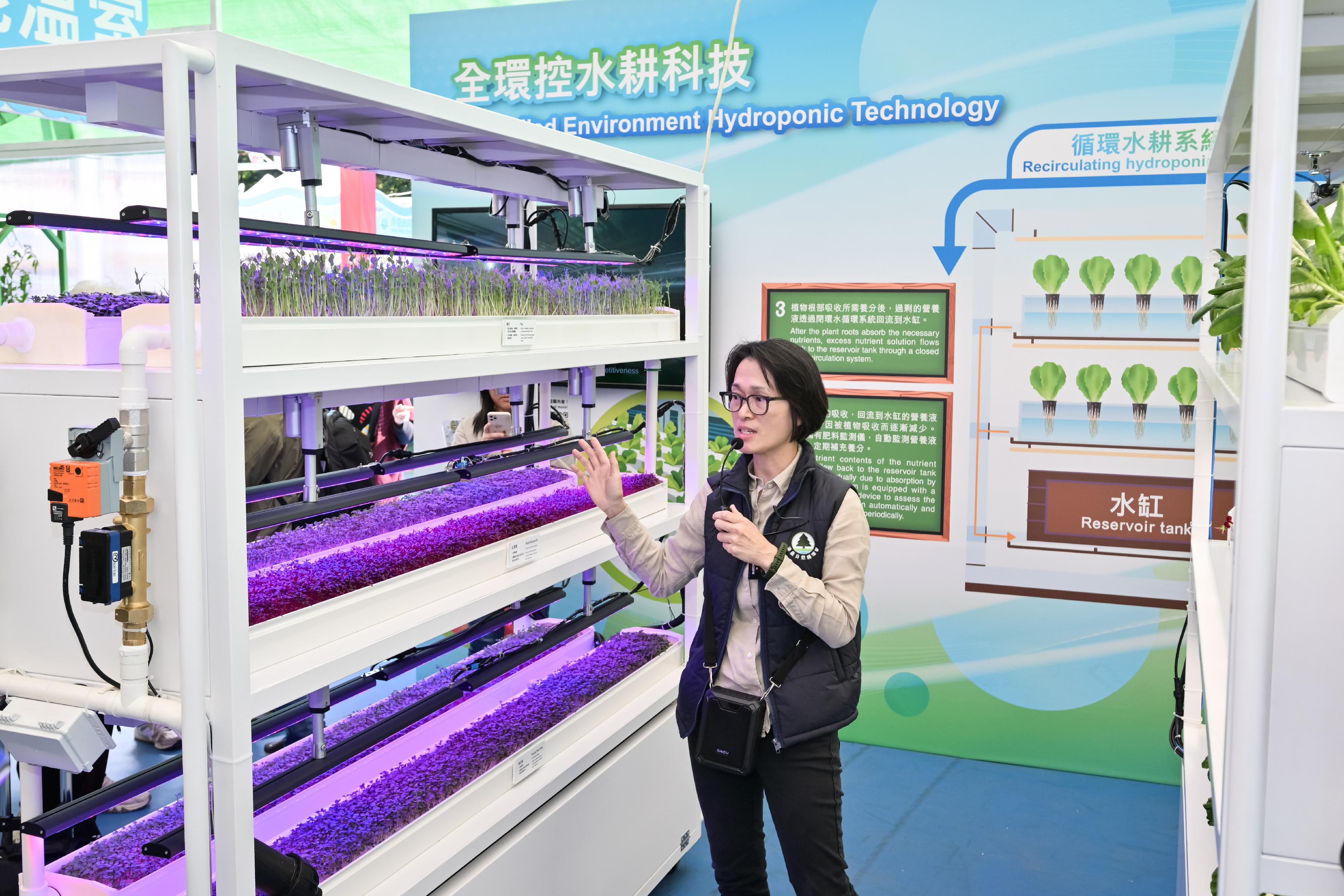 FarmFest 2025 runs for three consecutive days from today (January 3) to January 5 at Fa Hui Park in Mong Kok to showcase a variety of local agricultural and fisheries products and other goods. Photo shows the Agricultural Officer (Horticulture) of the Agriculture, Fisheries and Conservation Department, Ms Mon Wong, introducing the Smart Illumination System for Cultivation in the agricultural zone.