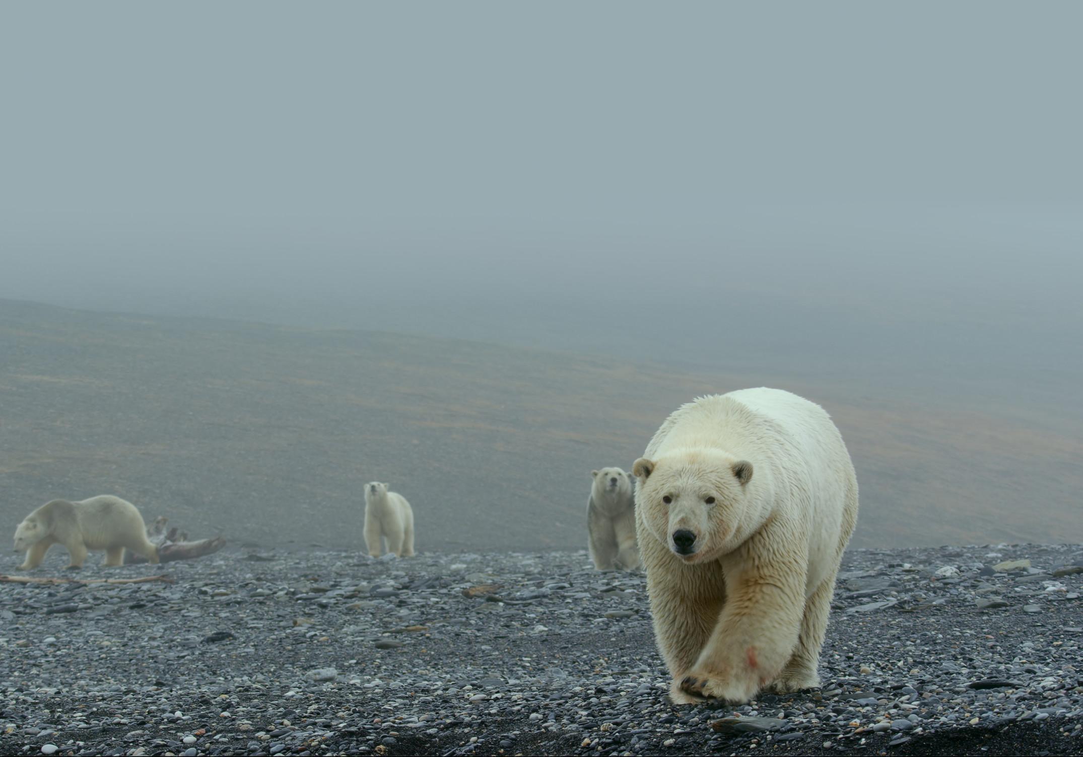 The Hong Kong Space Museum will screen a new 3D dome show, "Arctic 3D: Our Frozen Planet", at its Space Theatre from tomorrow (January 15), leading audiences to explore the Arctic. Photo shows polar bears that are capable of navigating seamlessly between ice and water. (Source of photo: BBC Earth)