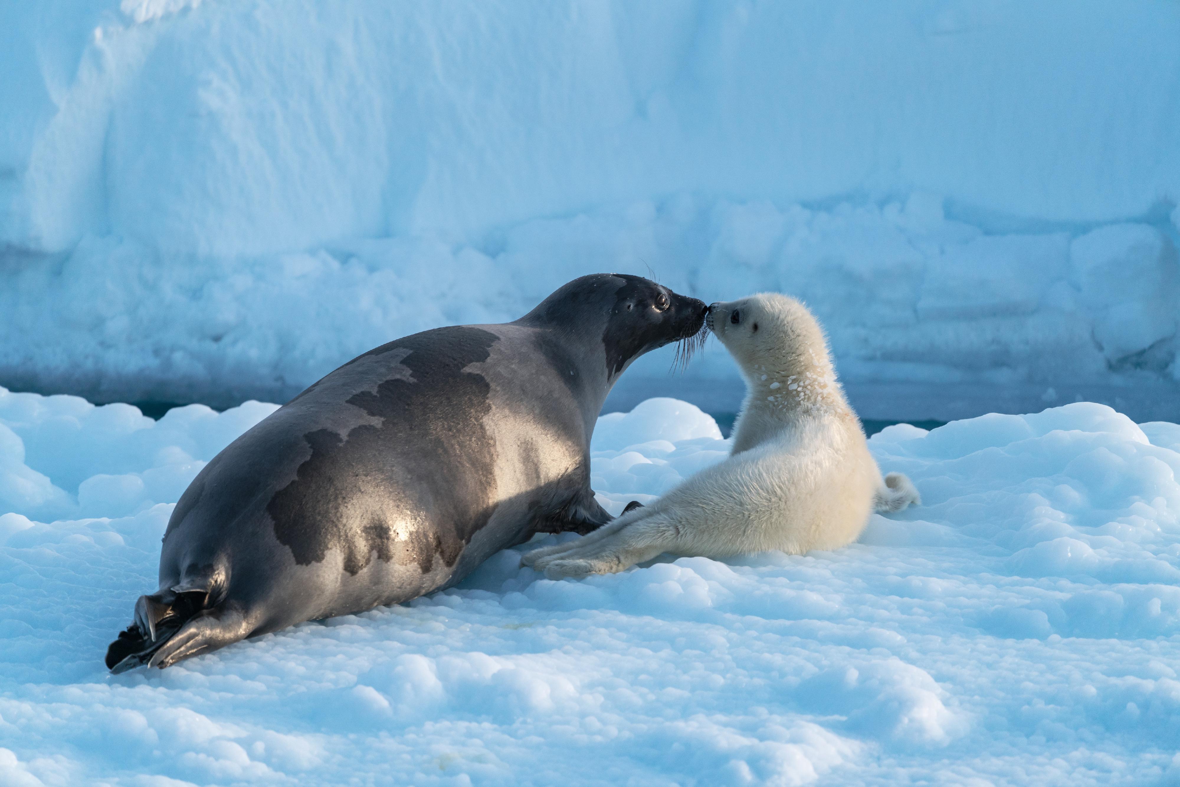 The Hong Kong Space Museum will screen a new 3D dome show, "Arctic 3D: Our Frozen Planet", at its Space Theatre from tomorrow (January 15), leading audiences to explore the Arctic. Photo shows a snow-white harp seal pup and its mother. (Source of photo: BBC Earth)