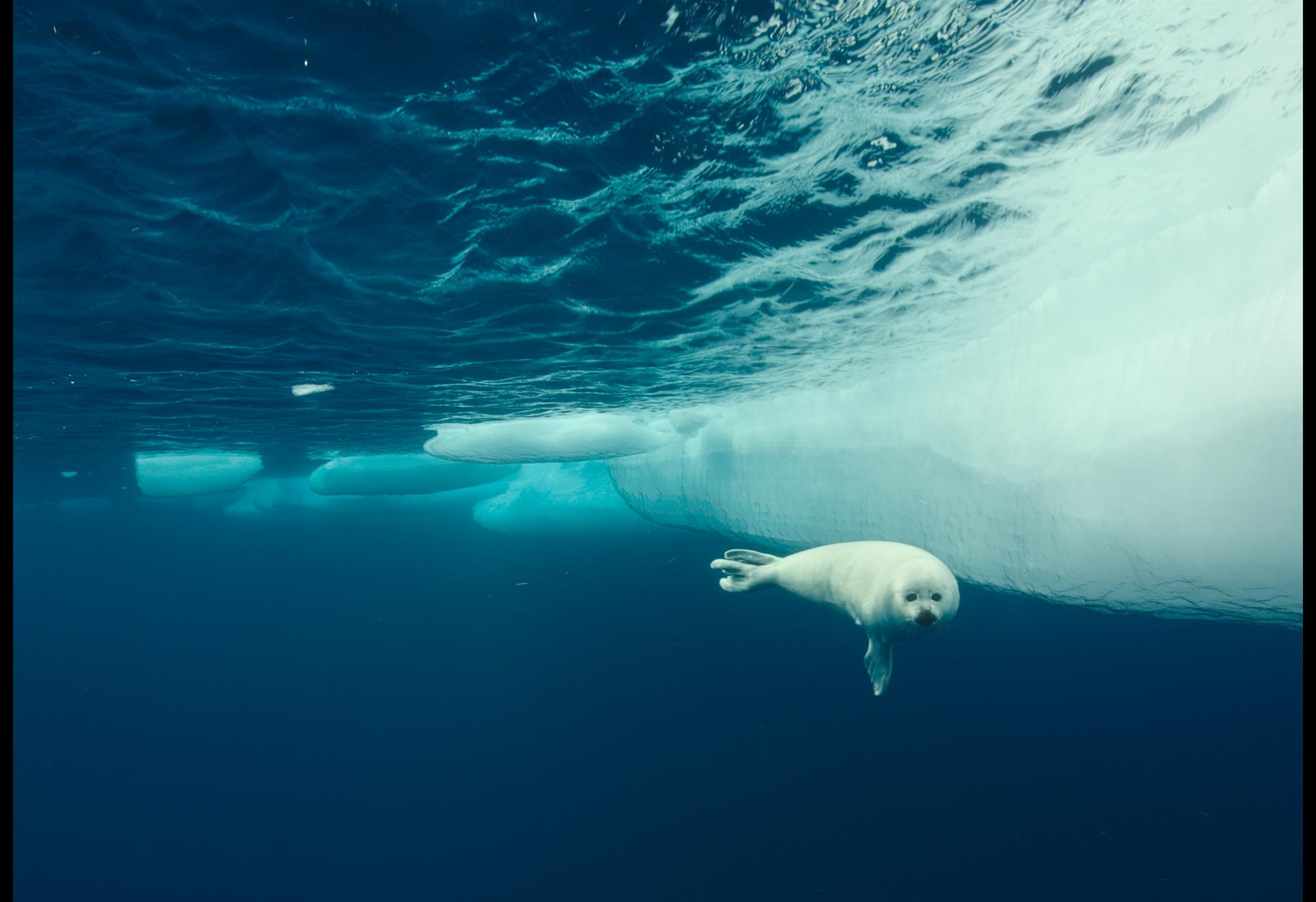 The Hong Kong Space Museum will screen a new 3D dome show, "Arctic 3D: Our Frozen Planet", at its Space Theatre from tomorrow (January 15), leading audiences to explore the Arctic. Photo shows a harp seal pup gliding through the Arctic Ocean. (Source of photo: BBC Earth)