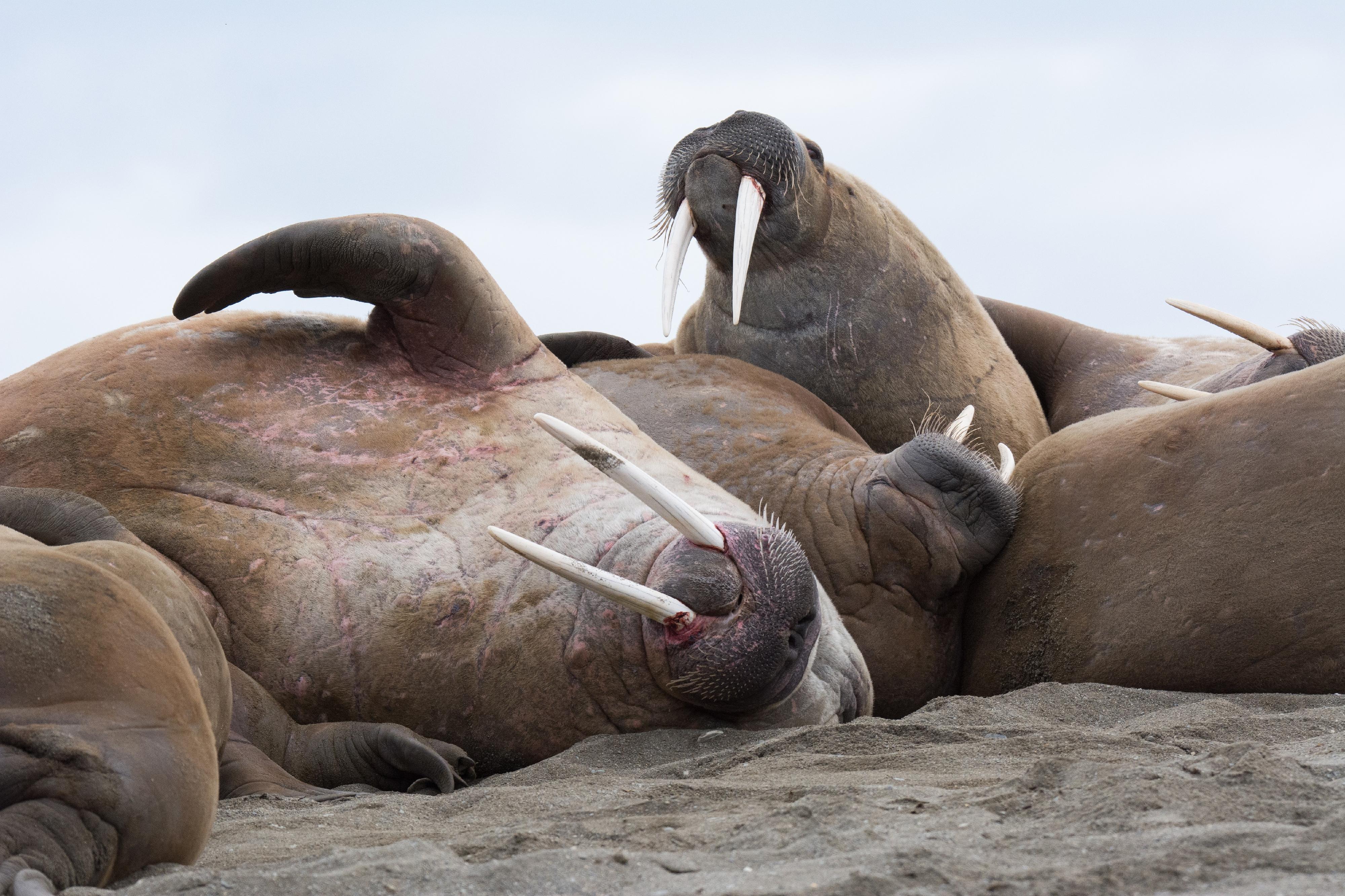The Hong Kong Space Museum will screen a new 3D dome show, "Arctic 3D: Our Frozen Planet", at its Space Theatre from tomorrow (January 15), leading audiences to explore the Arctic. Photo shows walruses resting together. (Source of photo: BBC Earth)