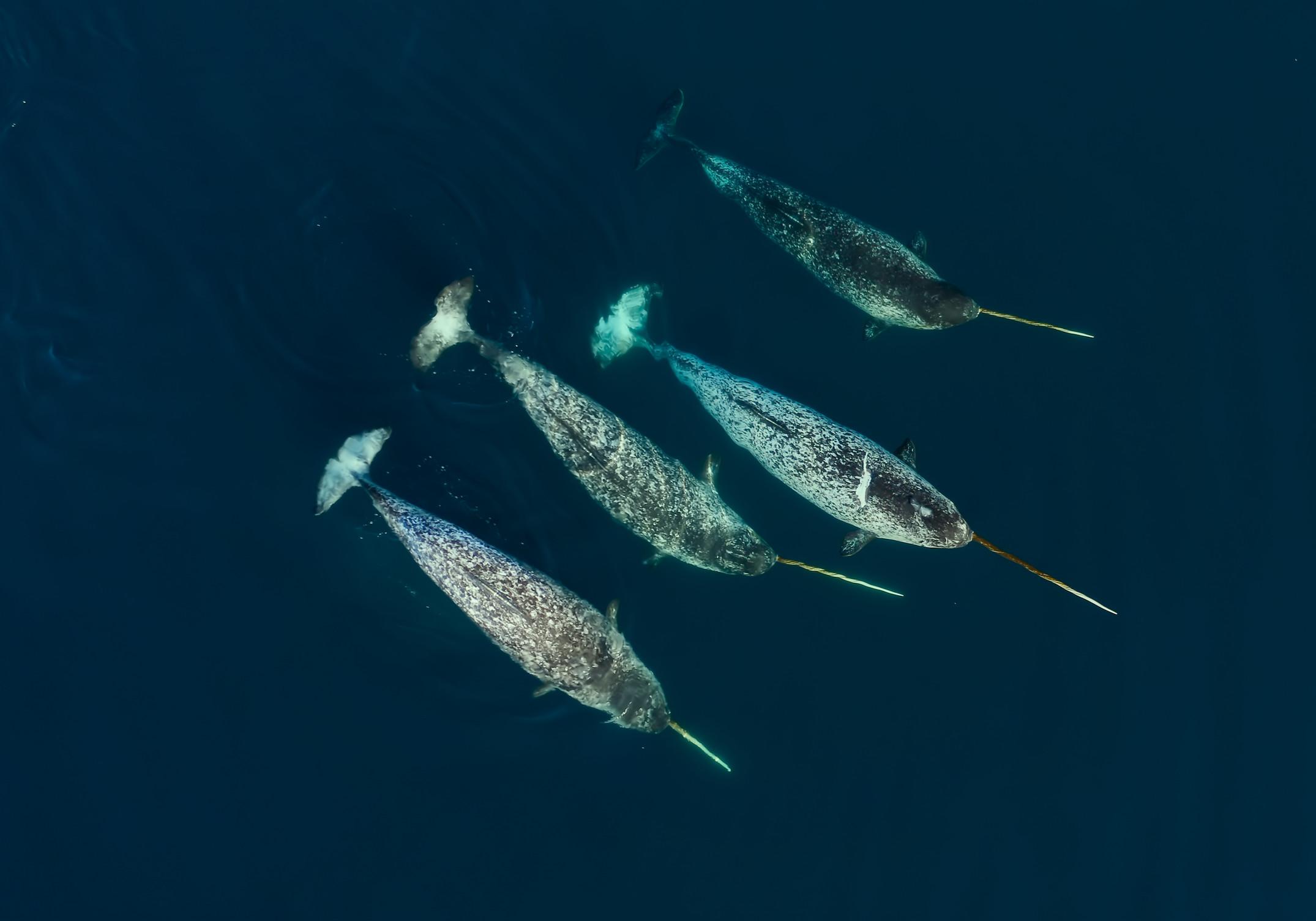 The Hong Kong Space Museum will screen a new 3D dome show, "Arctic 3D: Our Frozen Planet", at its Space Theatre from tomorrow (January 15), leading audiences to explore the Arctic. Photo shows a group of narwhals. (Source of photo: BBC Earth)