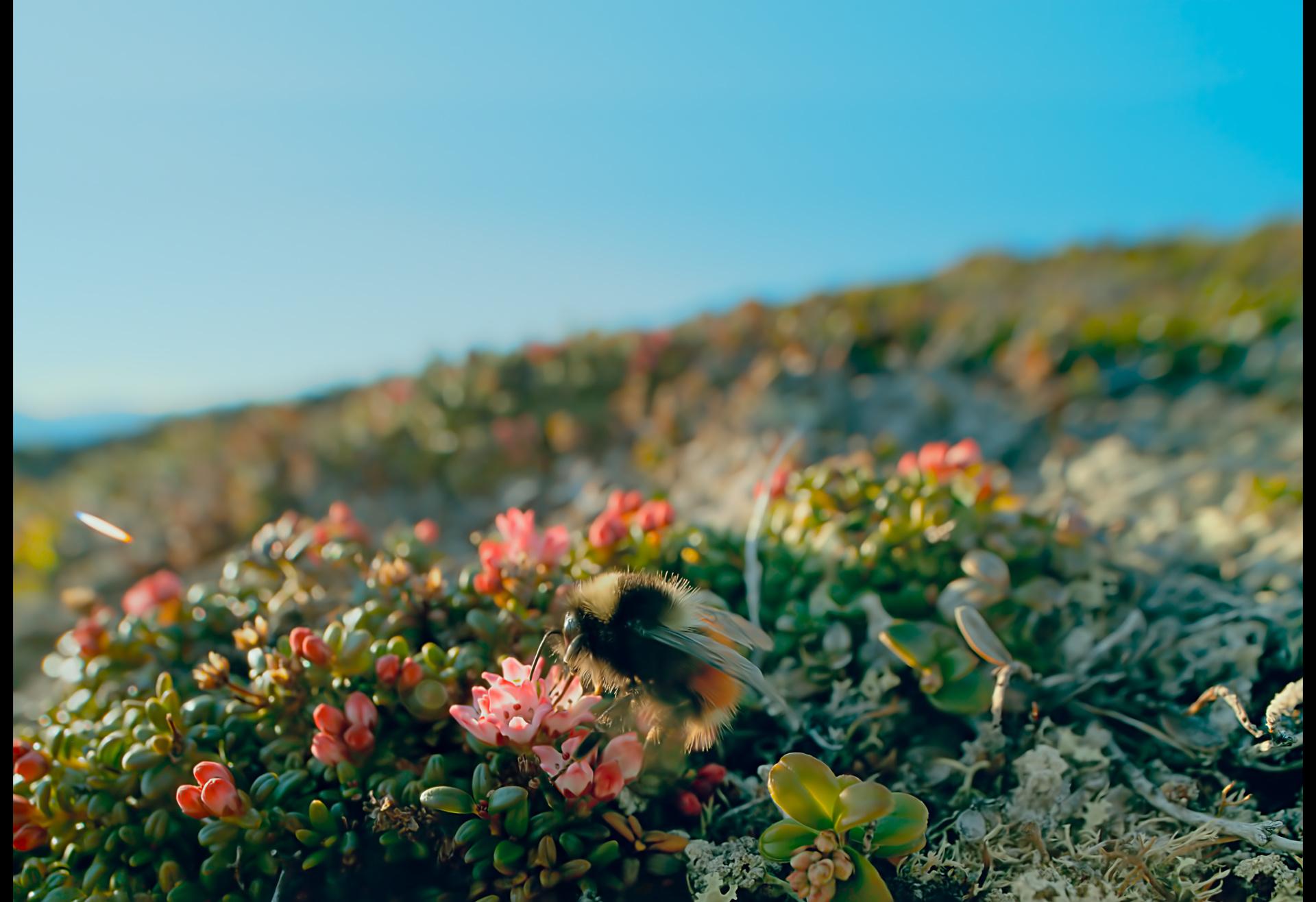 The Hong Kong Space Museum will screen a new 3D dome show, "Arctic 3D: Our Frozen Planet", at its Space Theatre from tomorrow (January 15), leading audiences to explore the Arctic. Photo shows the Arctic tundra in summer and a Lapland bumblebee transferring pollen. (Source of photo: BBC Earth)