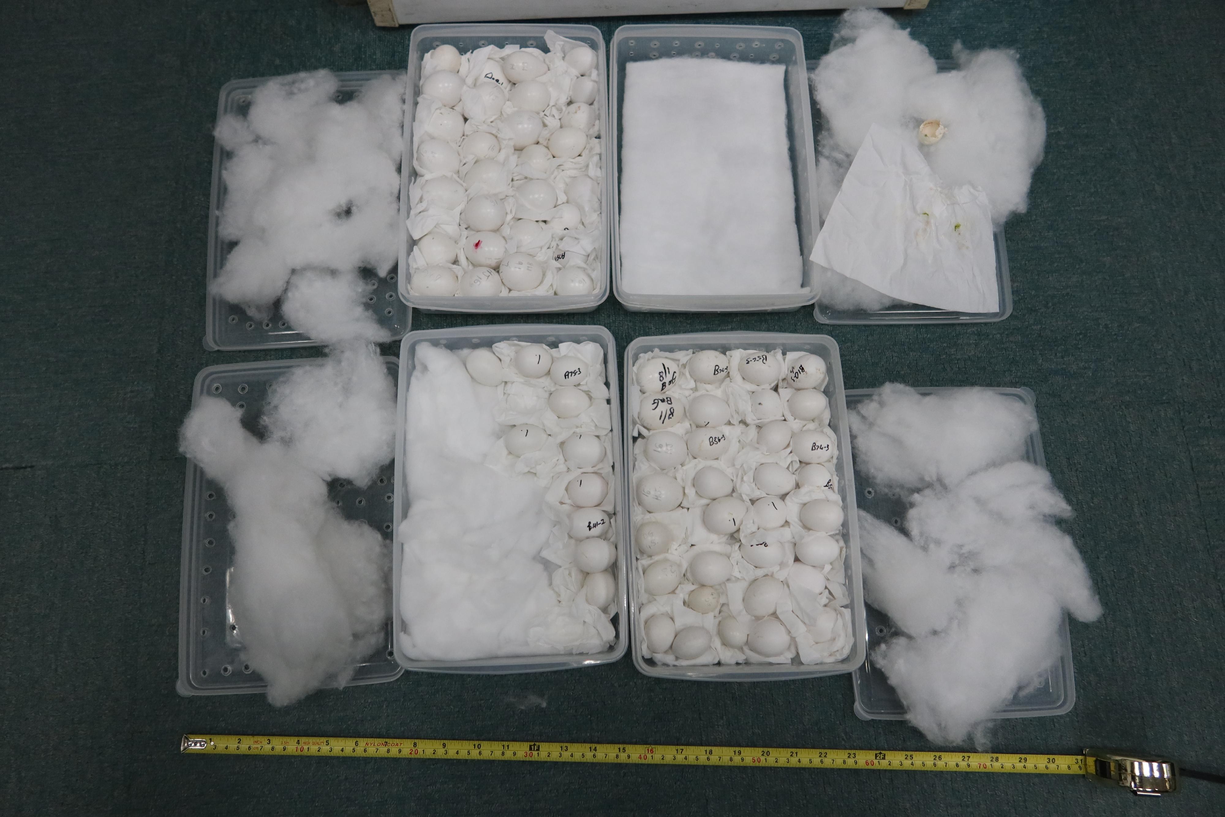 A Thai man who smuggled 72 eggs of an endangered parrot species was convicted at the District Court for violating the Protection of Endangered Species of Animals and Plants Ordinance (Cap. 586) and sentenced to imprisonment for 39 months today (January 17). Photo shows the seized eggs of the endangered parrot species.