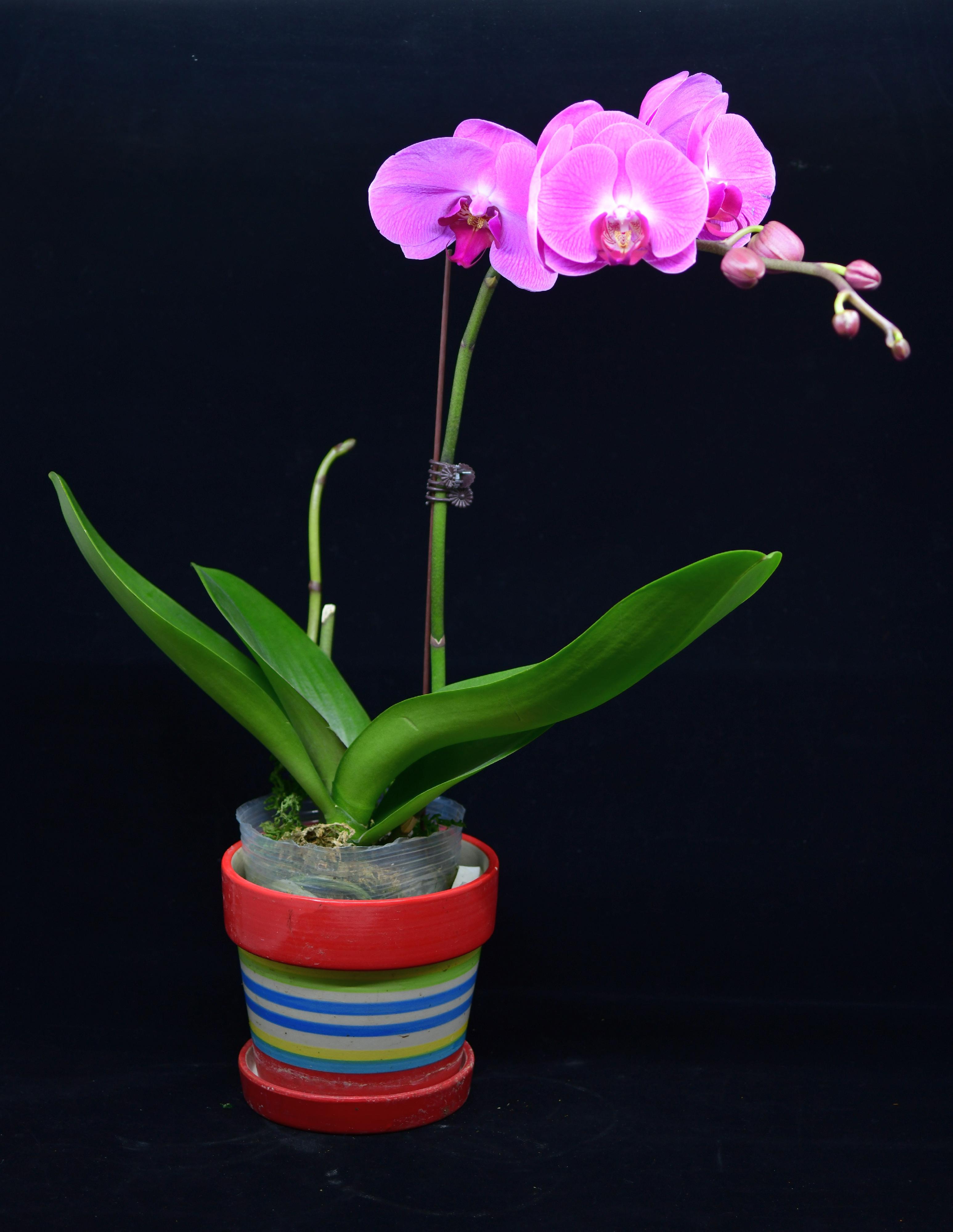 The Agriculture, Fisheries and Conservation Department today (January 20) reminded members of the public not to bring endangered species into Hong Kong without a required licence when returning from visits to other places. Photo shows live orchids that are commonly seized.