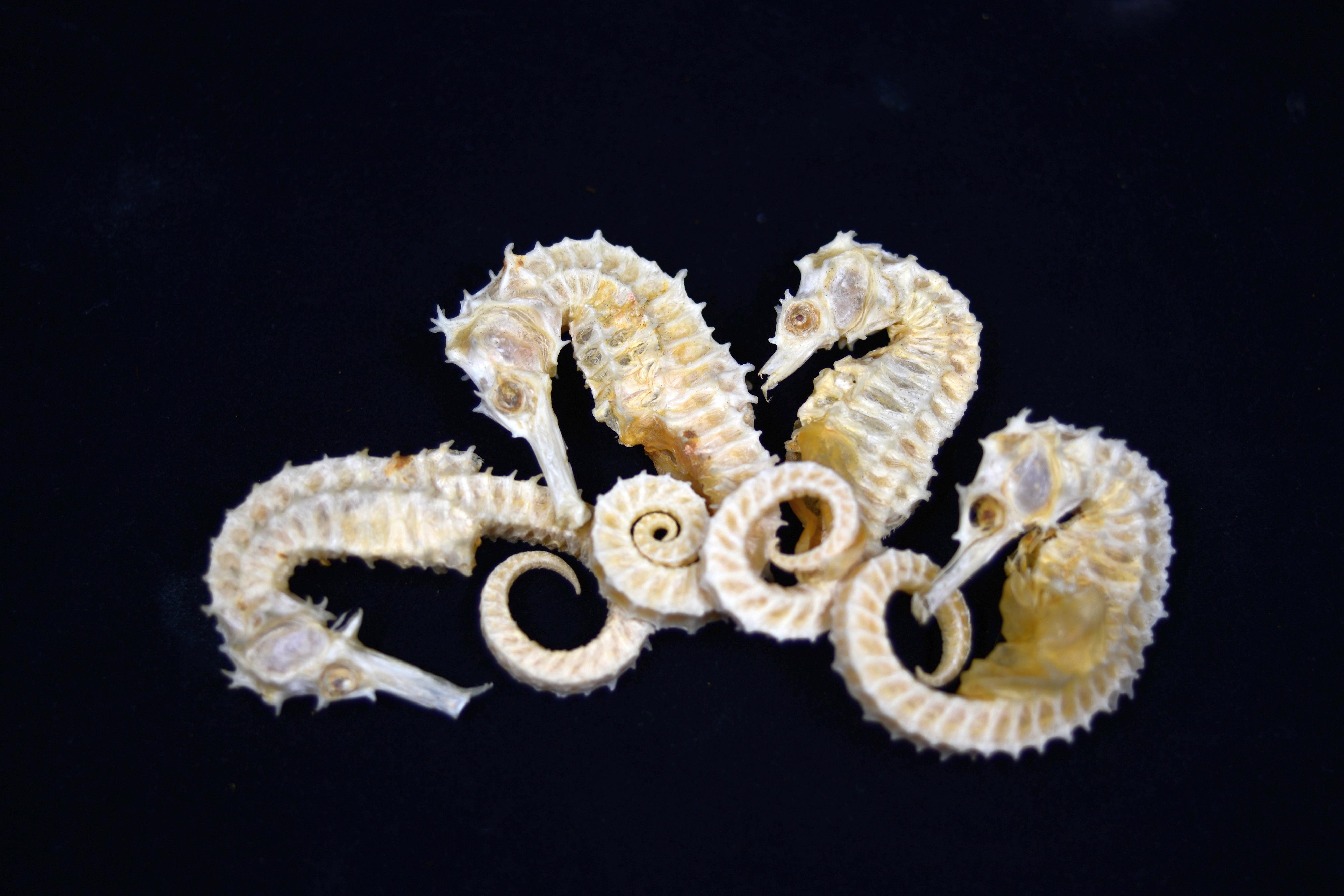 The Agriculture, Fisheries and Conservation Department today (January 20) reminded members of the public not to bring endangered species into Hong Kong without a required licence when returning from visits to other places. Photo shows dried seahorses which are regulated under the Protection of Endangered Species of Animals and Plants Ordinance.