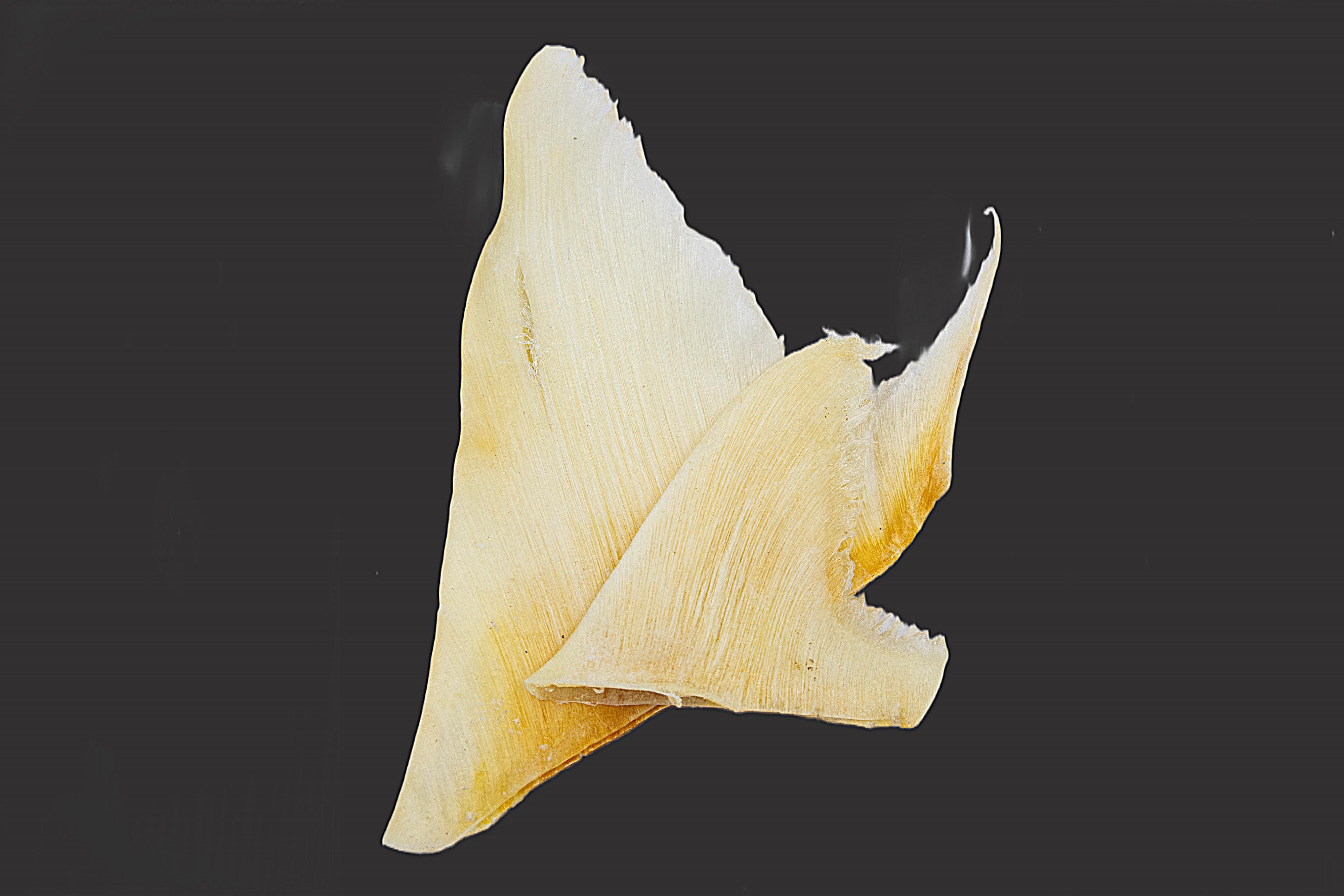 The Agriculture, Fisheries and Conservation Department today (January 20) reminded members of the public not to bring endangered species into Hong Kong without a required licence when returning from visits to other places. Photo shows shark fins of scheduled shark species which are regulated under the Protection of Endangered Species of Animals and Plants Ordinance.
