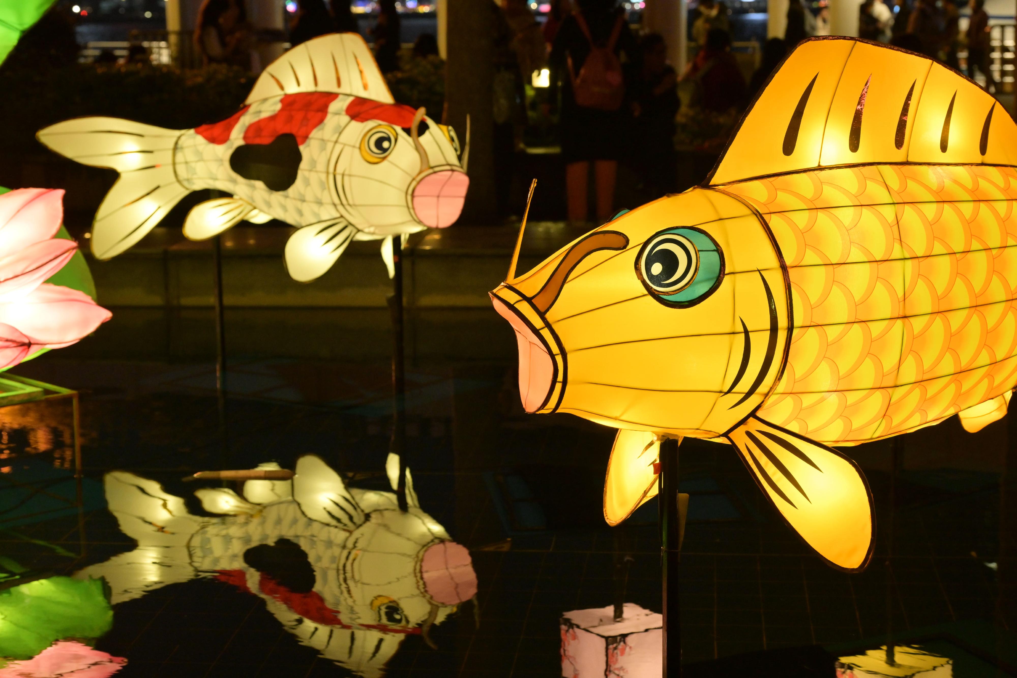 The Lunar New Year Lantern Display "Chinese Lanterns: An Enduring Heritage", organised by the Leisure and Cultural Services Department, is running at the Hong Kong Cultural Centre Piazza from today (January 23) to celebrate the Year of the Snake. Photo shows lively carp fish lanterns.