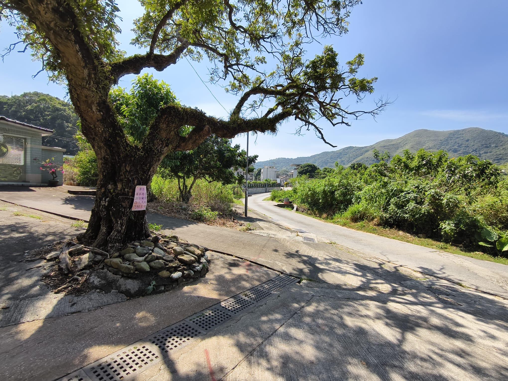 The Government has, with effect from today (January 24), opened a designated section of road within the frontier closed area near Lin Ma Hang Village in Sha Tau Kok. Photo shows Lin Ma Hang Road.