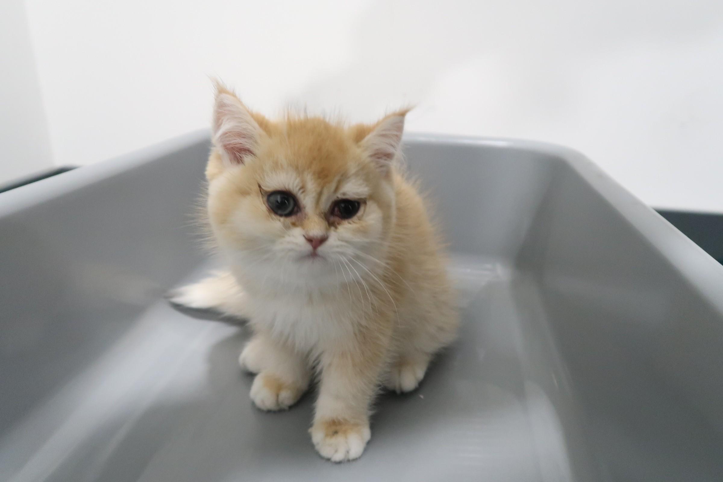 In late January this year, Hong Kong Customs launched the third phase of the "Pet Guardian" operation and detected one suspected case of illegally importing animals on January 22. Four suspected illegally imported animals with an estimated market value of about $120,000 were seized. Photo shows a suspected illegally imported kitten seized.