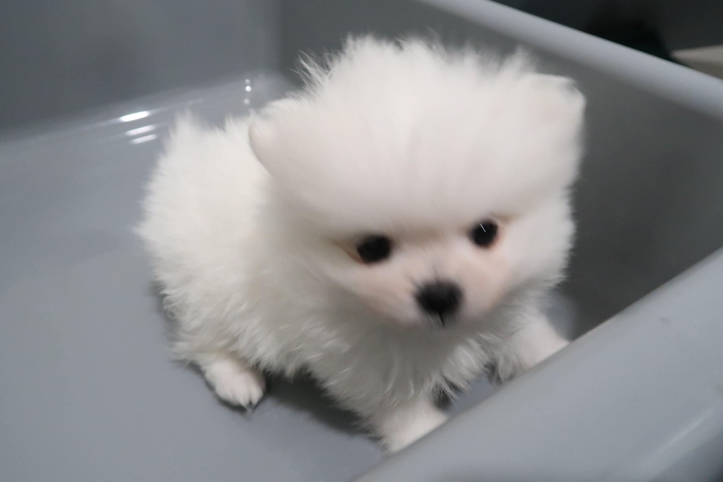 In late January this year, Hong Kong Customs launched the third phase of the "Pet Guardian" operation and detected one suspected case of illegally importing animals on January 22. Four suspected illegally imported animals with an estimated market value of about $120,000 were seized. Photo shows one of the suspected illegally imported puppies seized.