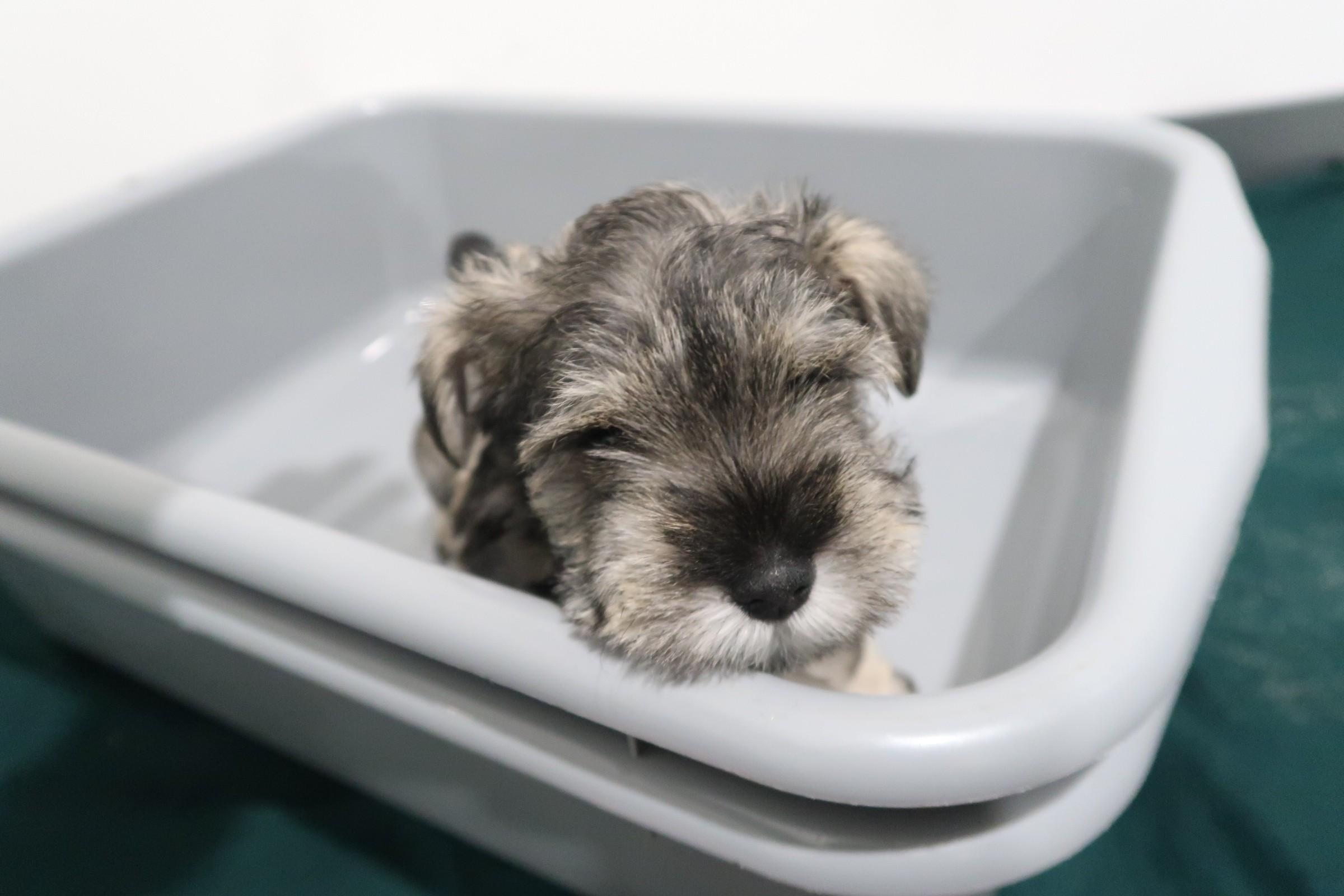 In late January this year, Hong Kong Customs launched the third phase of the "Pet Guardian" operation and detected one suspected case of illegally importing animals on January 22. Four suspected illegally imported animals with an estimated market value of about $120,000 were seized. Photo shows one of the suspected illegally imported puppies seized.