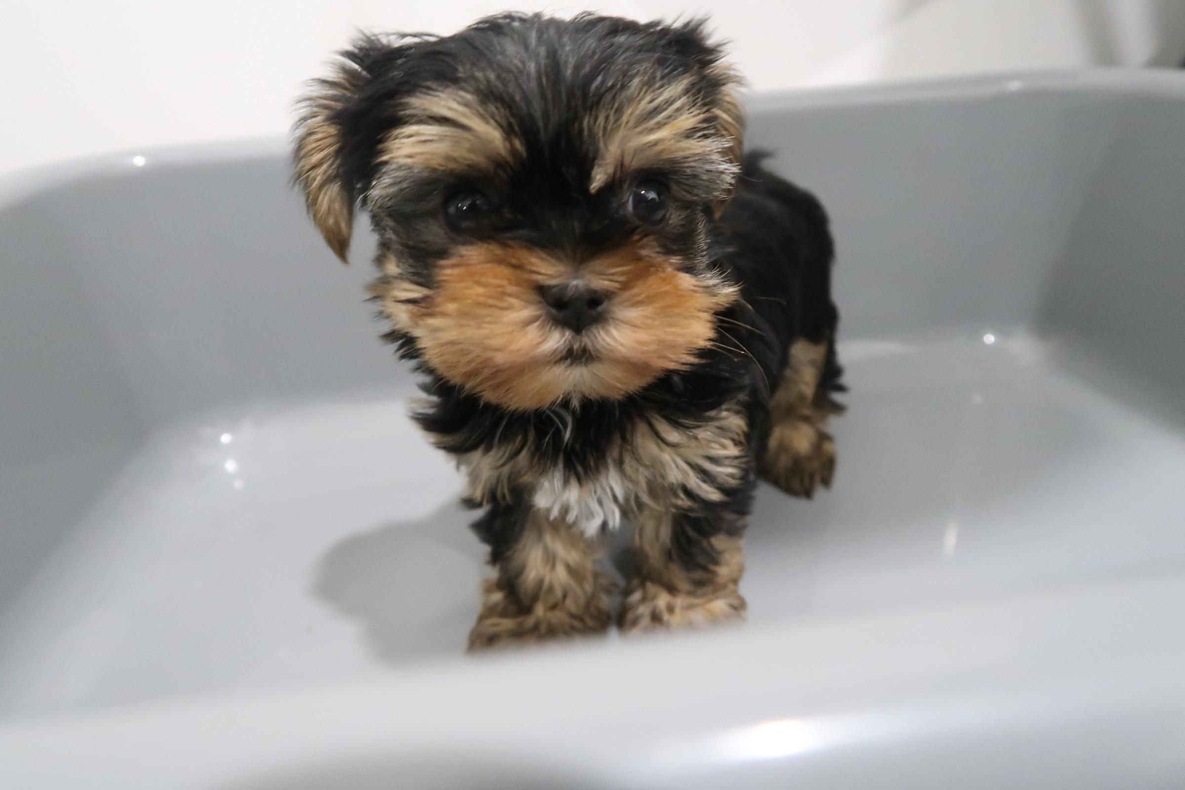 In late January this year, Hong Kong Customs launched the third phase of the "Pet Guardian" operation and detected one suspected case of illegally importing animals on January 22. Four suspected illegally imported animals with an estimated market value of about $120,000 were seized. Photo shows one of the suspected illegally imported puppies seized.