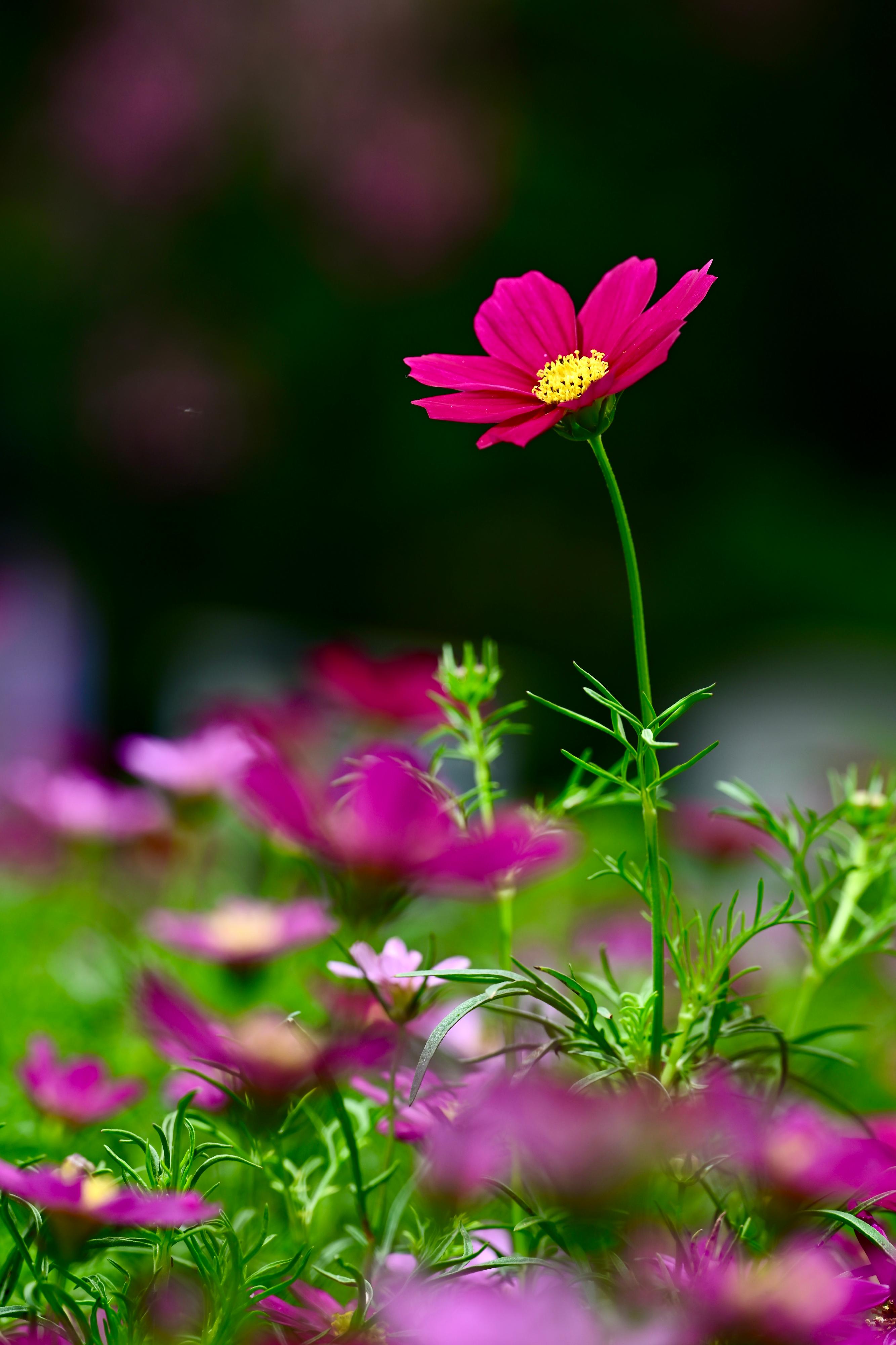 This year's Hong Kong Flower Show will be held at Victoria Park from March 14 to 23, featuring the richly coloured cosmos as its theme flower and "Ablaze with Glory" as the theme. Cosmos has large and beautiful flowers. The flowering period is as long as several months.
 
