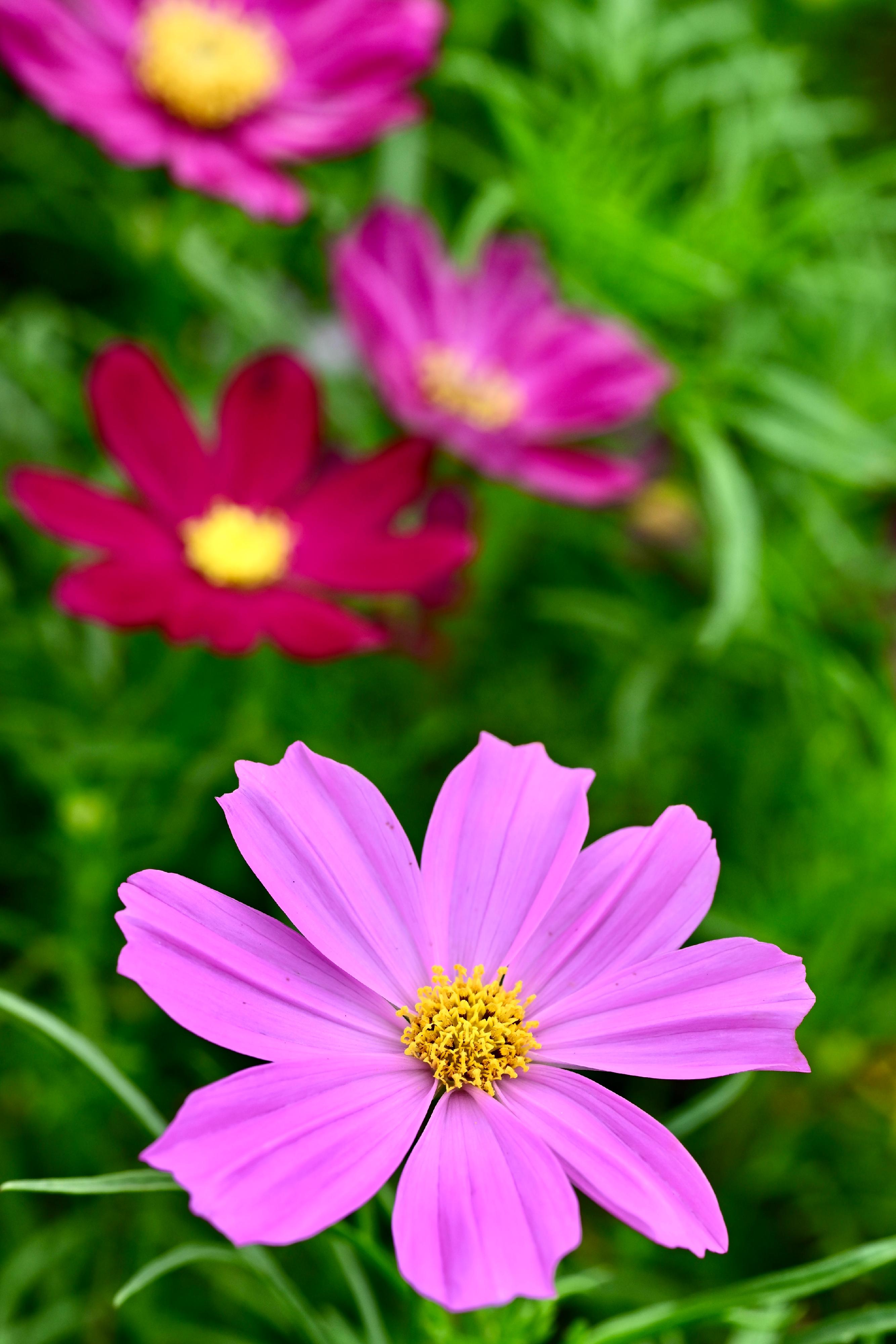 This year's Hong Kong Flower Show will be held at Victoria Park from March 14 to 23, featuring cosmos as its theme flower and "Ablaze with Glory" as the theme. The flowers of cosmos come in an array of vibrant colours including pure floral colours such as lavender, fuchsia, magenta, pink, white and more.
