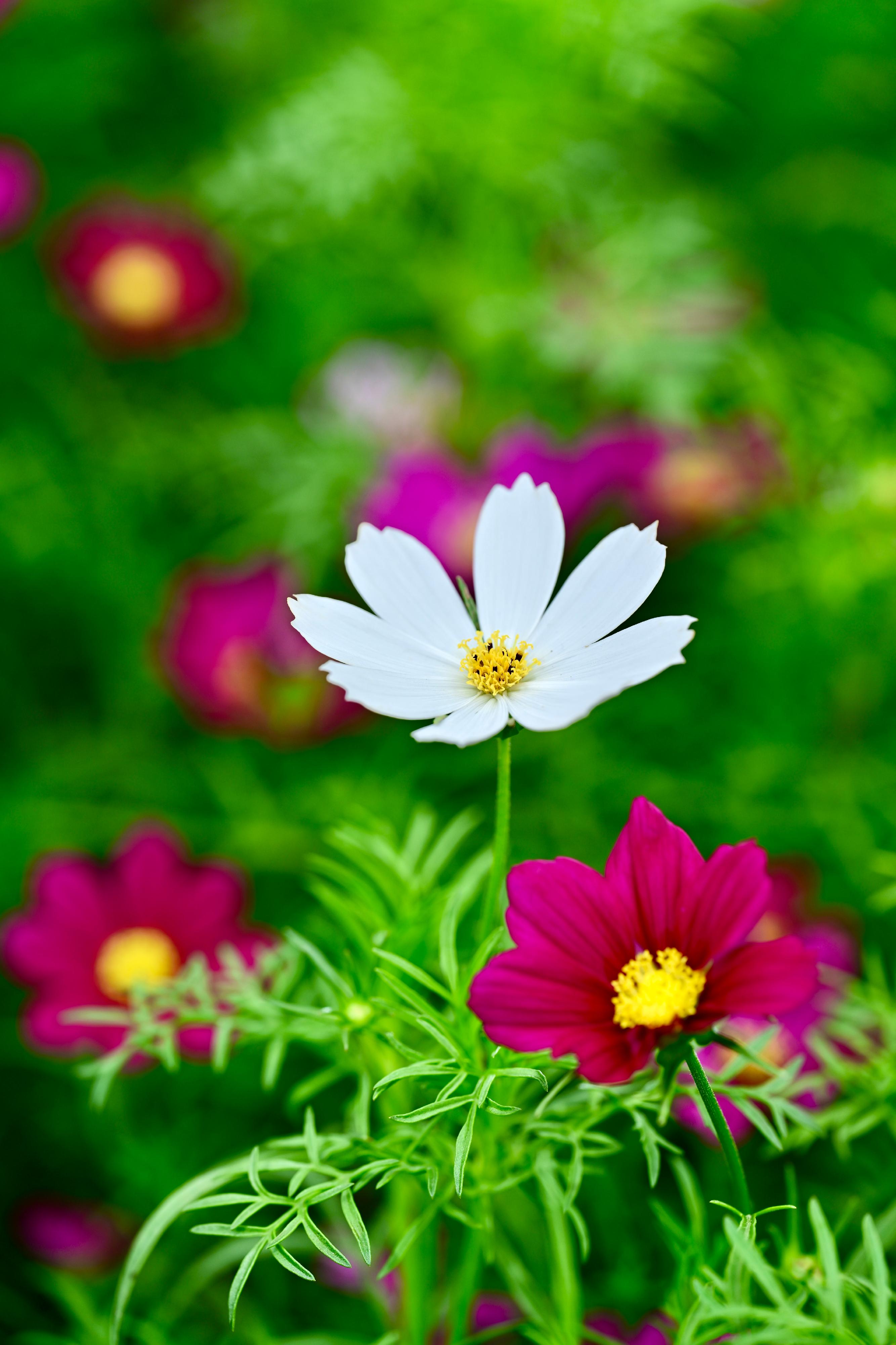 This year's Hong Kong Flower Show will be held at Victoria Park from March 14 to 23, featuring cosmos as its theme flower and "Ablaze with Glory" as the theme. The flowers of cosmos come in an array of vibrant colours including pure floral colours such as lavender, fuchsia, magenta, pink, white and more.

