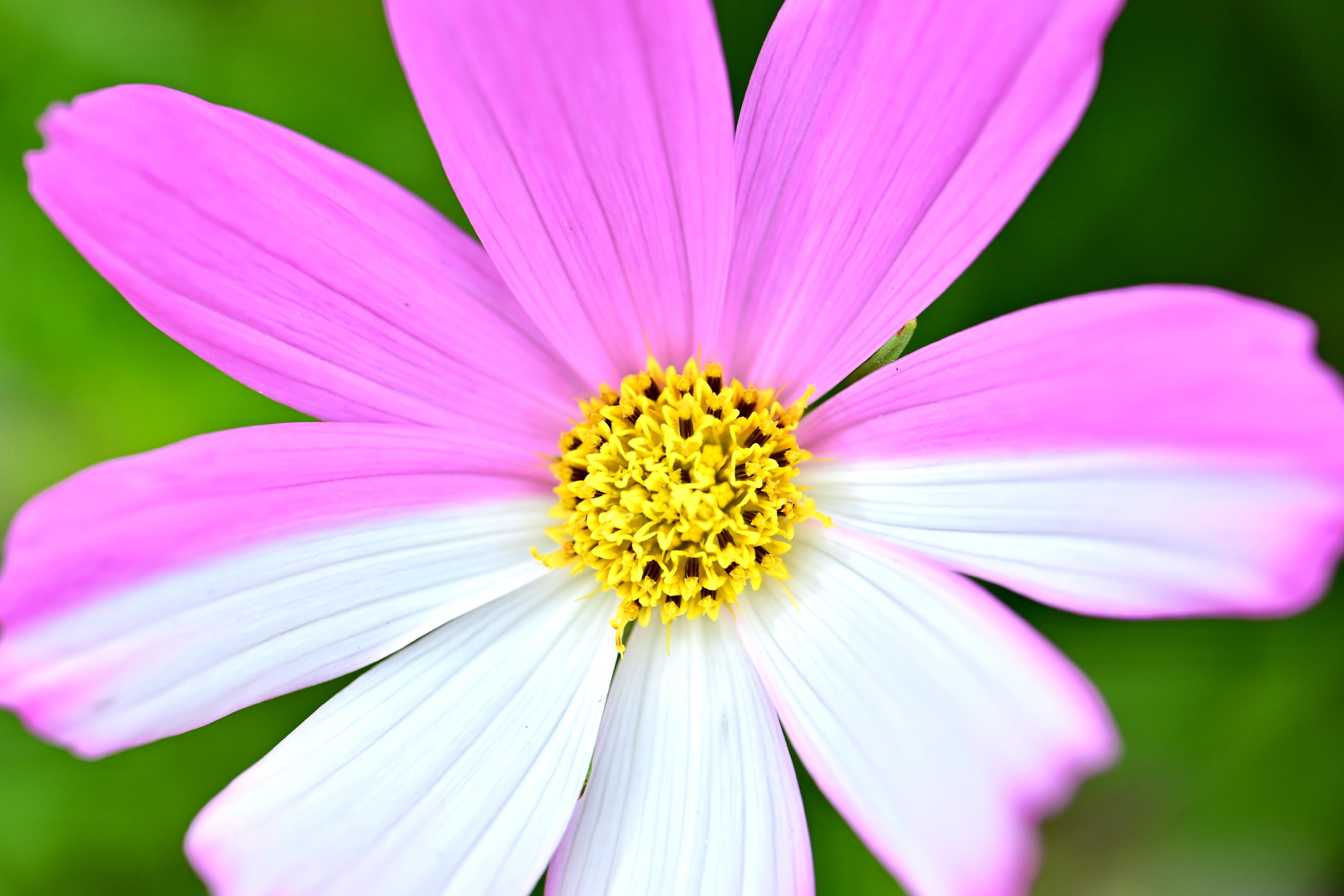 This year's Hong Kong Flower Show will be held at Victoria Park from March 14 to 23, featuring the richly coloured cosmos as its theme flower and "Ablaze with Glory" as the theme. Apart from pure floral colours, cosmos has special species with colours in two-tone, picotee, stripes and more.

