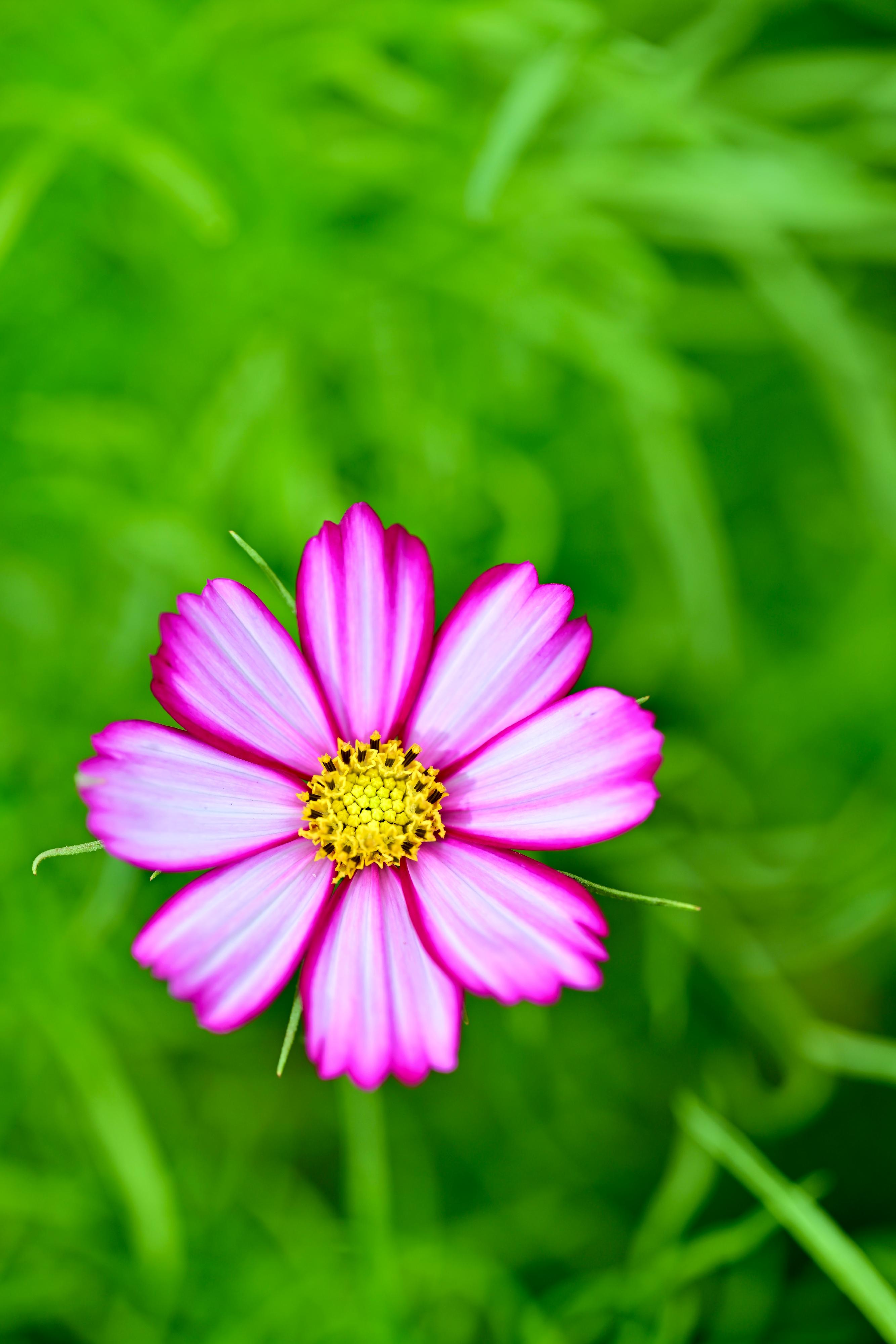 This year's Hong Kong Flower Show will be held at Victoria Park from March 14 to 23, featuring the richly coloured cosmos as its theme flower and "Ablaze with Glory" as the theme. Apart from pure floral colours, cosmos has special species with colours in two-tone, picotee, stripes and more.
