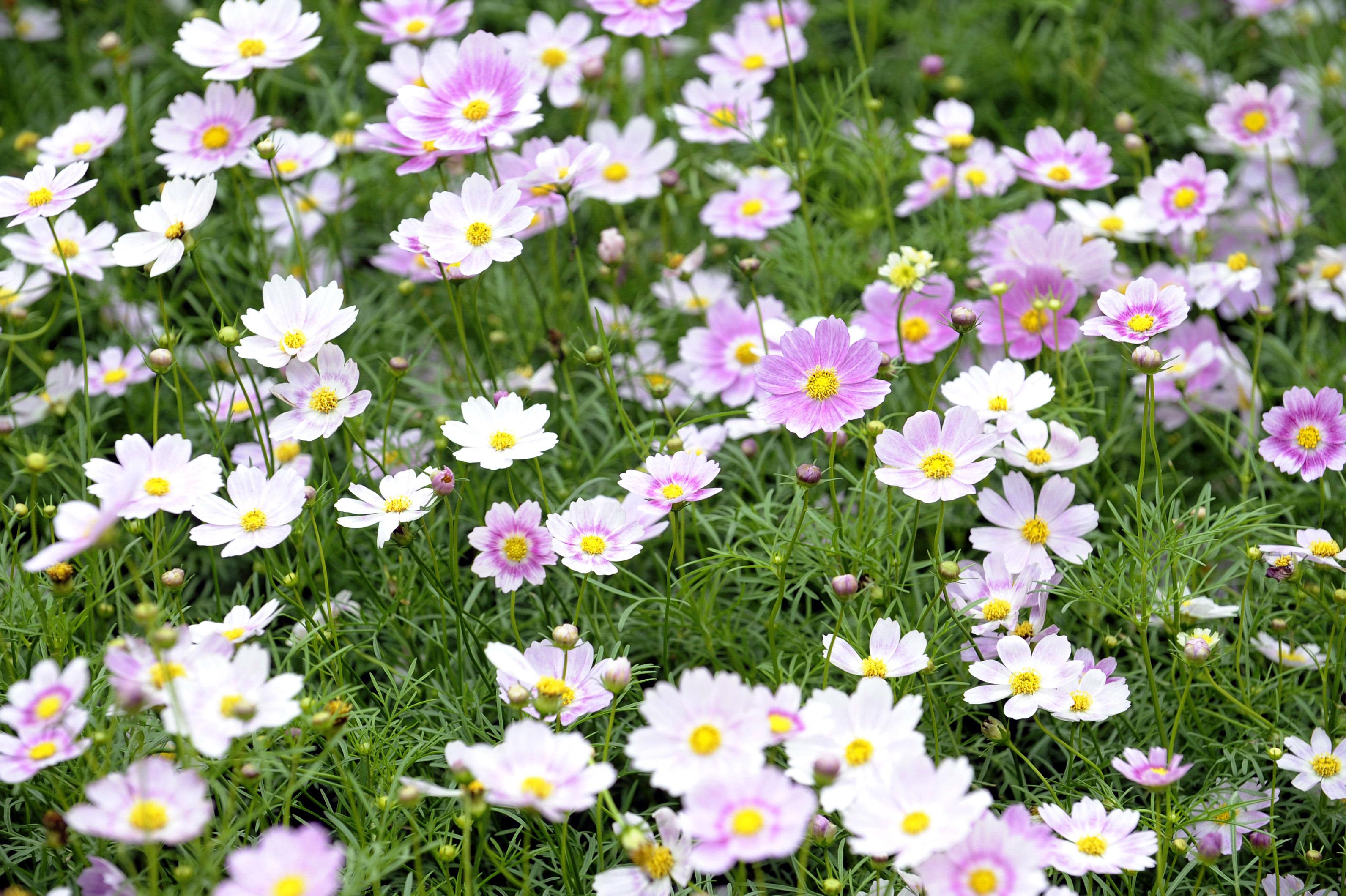 This year's Hong Kong Flower Show will be held at Victoria Park from March 14 to 23, featuring the richly coloured cosmos as its theme flower and "Ablaze with Glory" as the theme. Cosmos is a desirable material used in roadside planting, decorating flowerbeds and flower arrangements.
