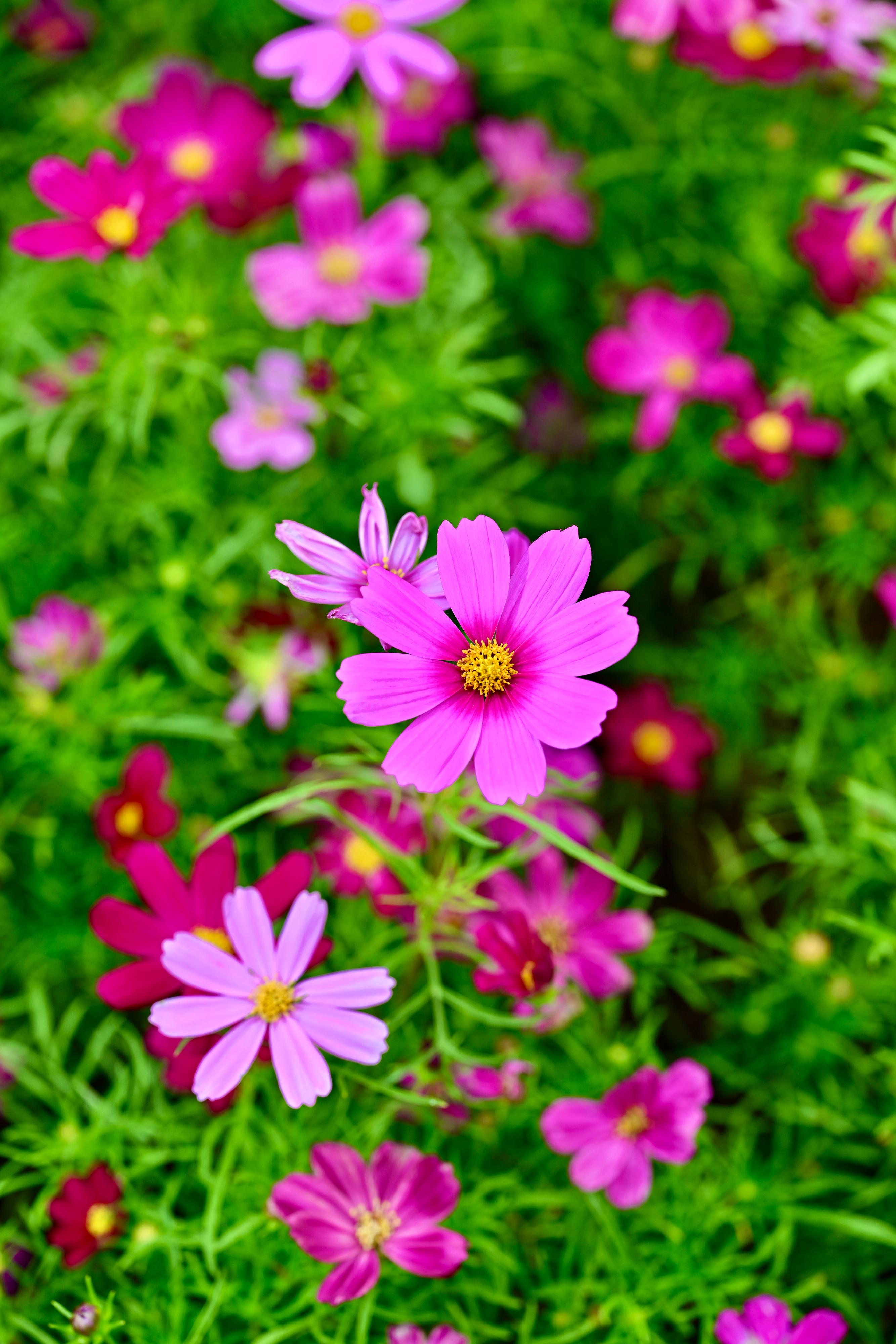 This year's Hong Kong Flower Show will be held at Victoria Park from March 14 to 23, featuring the richly coloured cosmos as its theme flower and "Ablaze with Glory" as the theme. Cosmos is highly adaptable to various climates and soils, and can even thrive in poor soil conditions.

