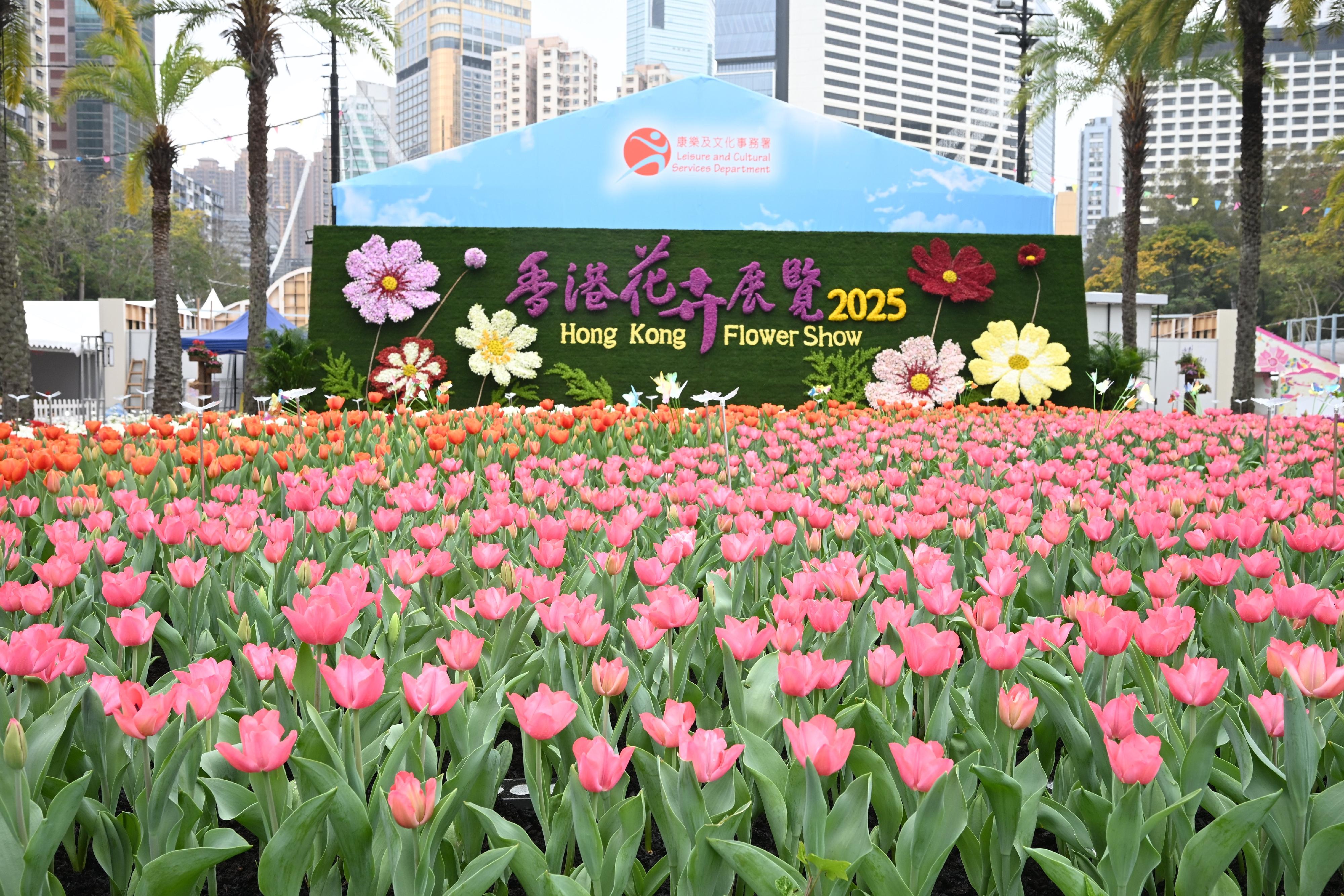 The Hong Kong Flower Show 2025 will be held at Victoria Park from tomorrow (March 14) until March 23, featuring cosmos as the theme flower and "Ablaze with Glory" as the main theme. The theme flower wall features six bouquets of cosmos models embedded with colourful orchids and carnations, set against the vibrant colours of around 10 000 tulips in front to bring exuberance and vitality to the show.
