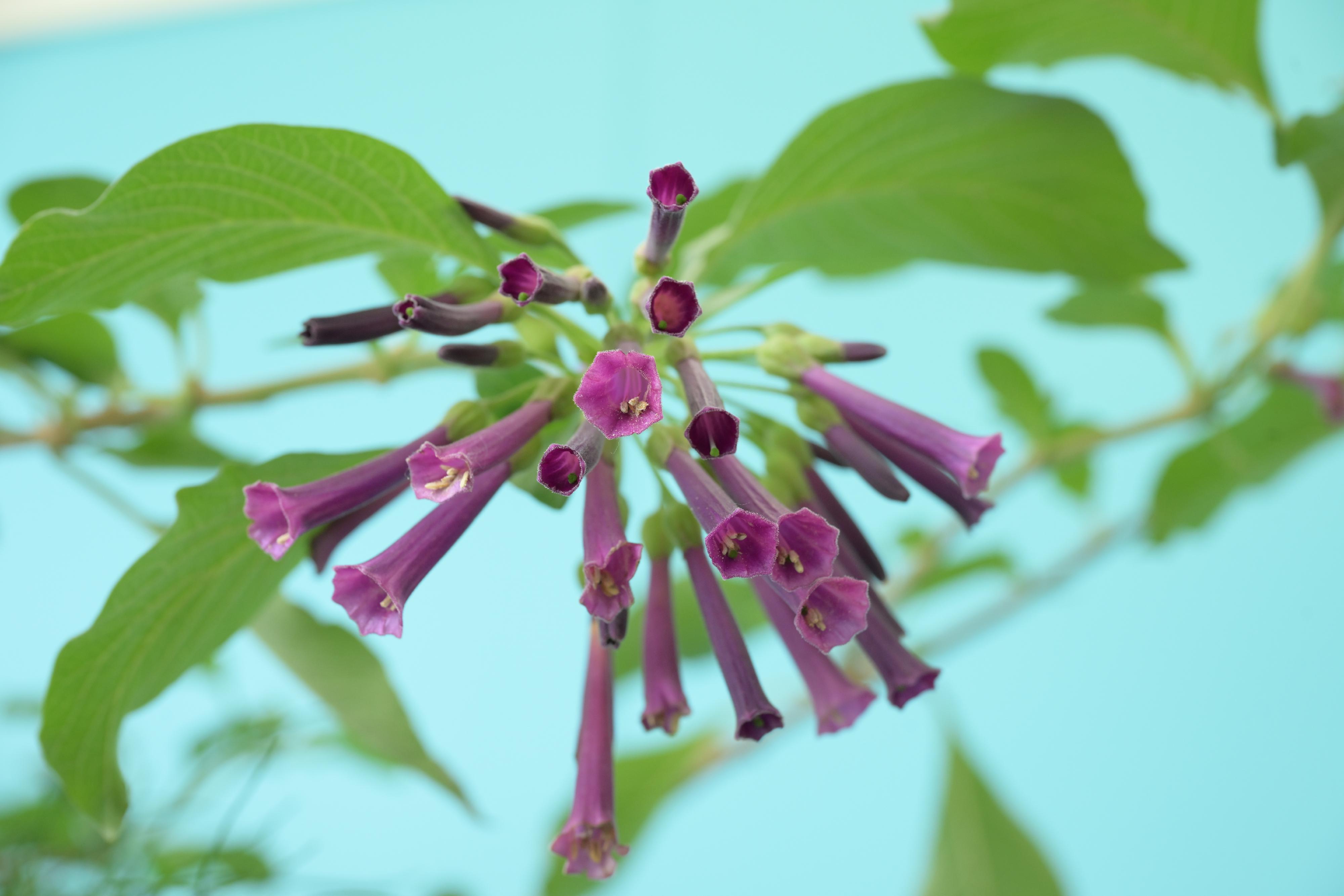 The Hong Kong Flower Show 2025 will be held at Victoria Park from tomorrow (March 14) until March 23, featuring cosmos as the theme flower and "Ablaze with Glory" as the main theme. Another highlight is the special plant exhibits displaying rare flowering plants. Photo shows purple bells.