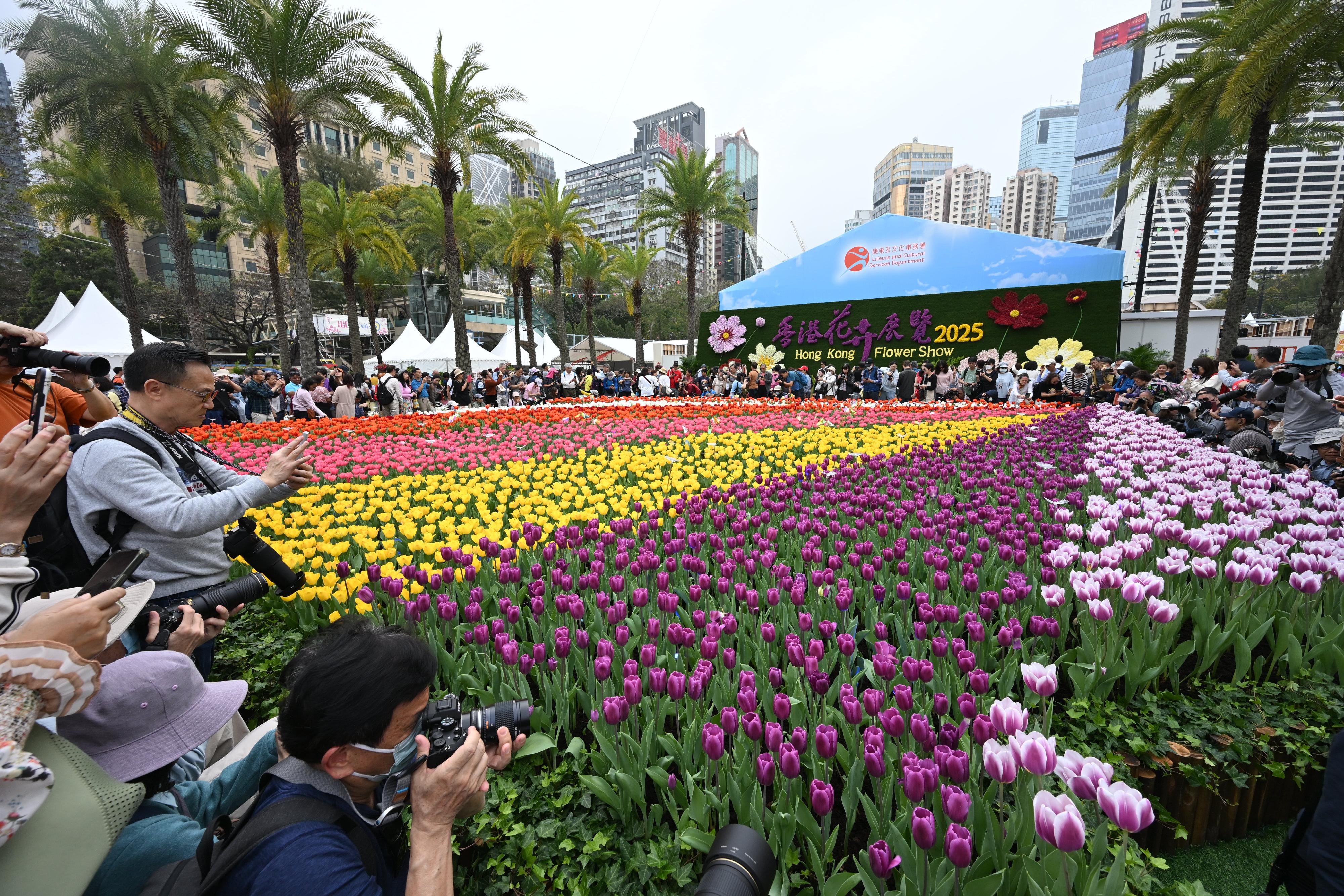 The annual Hong Kong Flower Show extravaganza opened at Victoria Park today (March 14) with some 400 000 flowers on display, including about 40 000 cosmos, this year's theme flower, and "Ablaze with Glory" as the main theme. Photo shows the sea of tulips.


