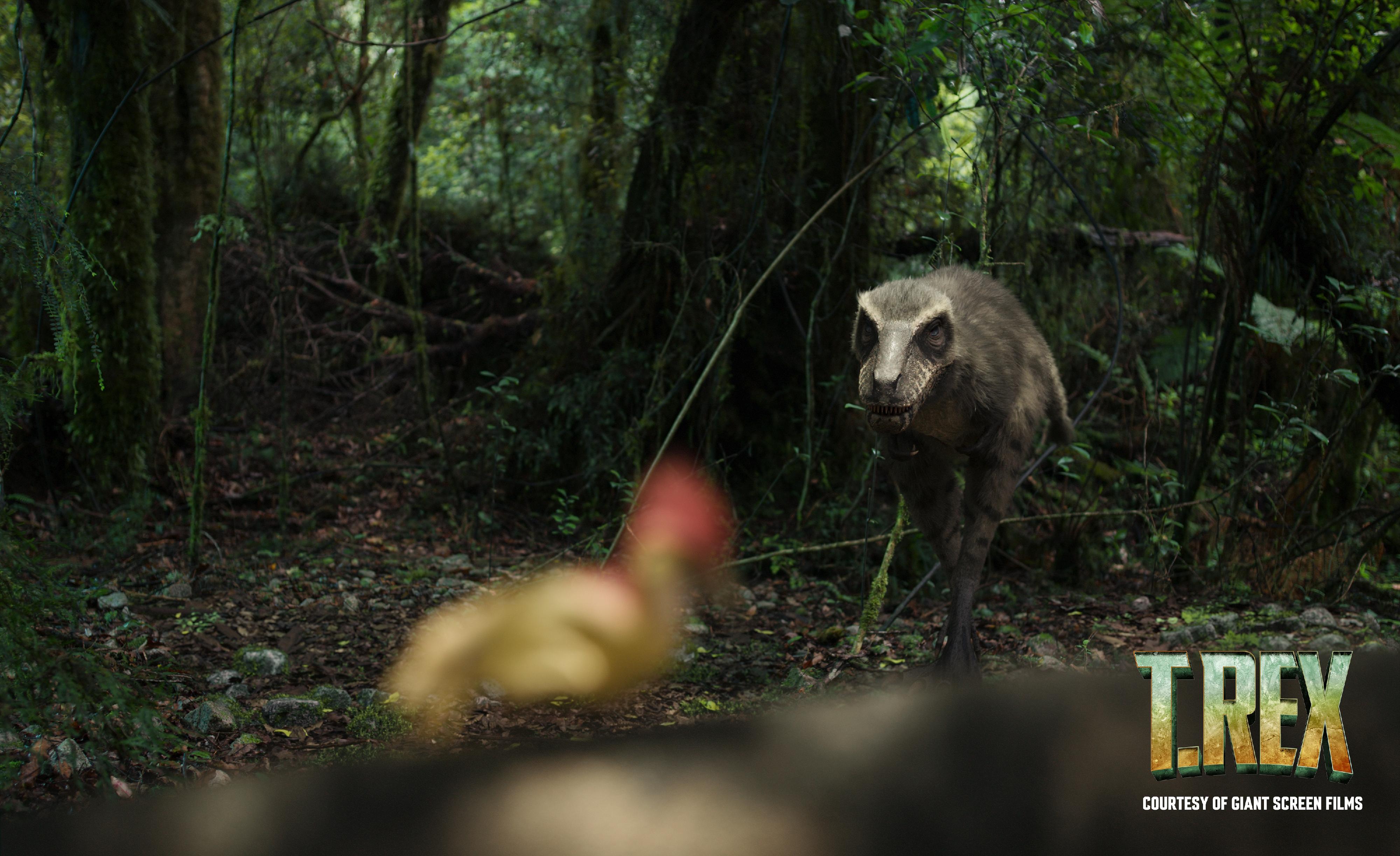 The Hong Kong Space Museum will launch a new dome show, "T. REX", at its Space Theatre from tomorrow (March 15). Photo shows a young T. rex learning hunting skills. (Source of photo: Giant Screen Films)