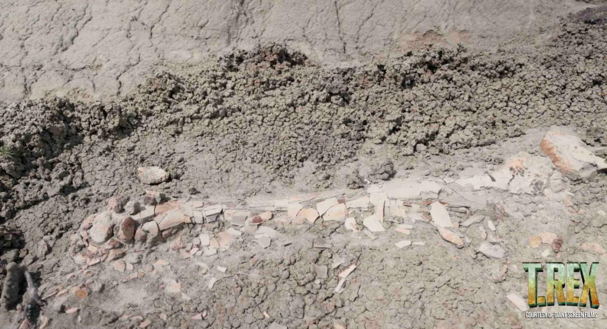 The Hong Kong Space Museum will launch a new dome show, "T. REX", at its Space Theatre from tomorrow (March 15). Photo shows part of a juvenile T. rex fossil discovered in the Hell Creek Formation in North Dakota, the United States. As few juvenile T. rex fossils have been unearthed to date, this significant discovery provides valuable insights into how this dinosaur evolved into an apex predator. (Source of photo: Giant Screen Films)