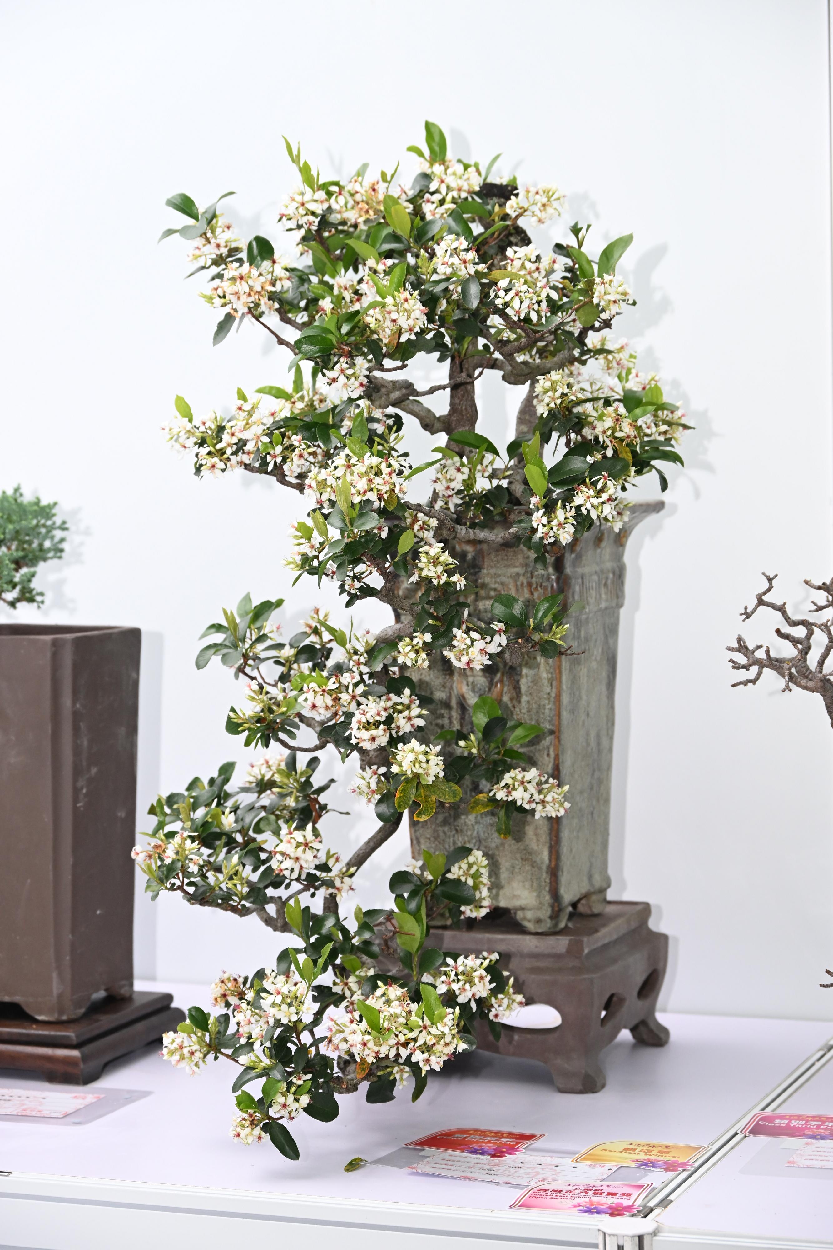 The winners of the plant exhibit competition, which is one of the major activities of the Hong Kong Flower Show, were announced today (March 15). Photo shows the best exhibit in the Open Competition Section, a pot of exquisite bonsai.
