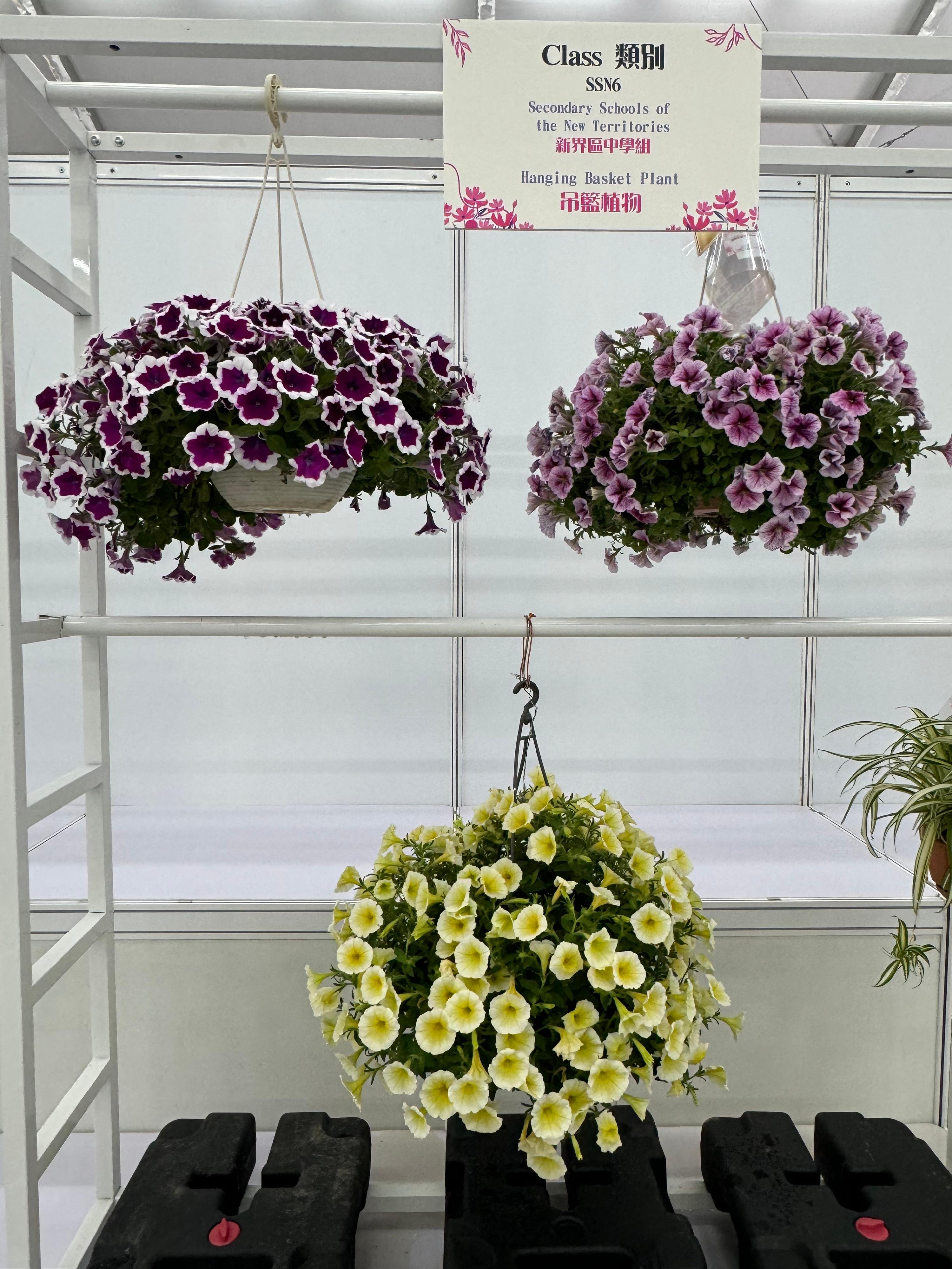The winners of the plant exhibit competition, which is one of the major activities of the Hong Kong Flower Show, were announced today (March 15). Photo shows the best exhibit in the School Section, three pots of outstanding hanging basket plants.