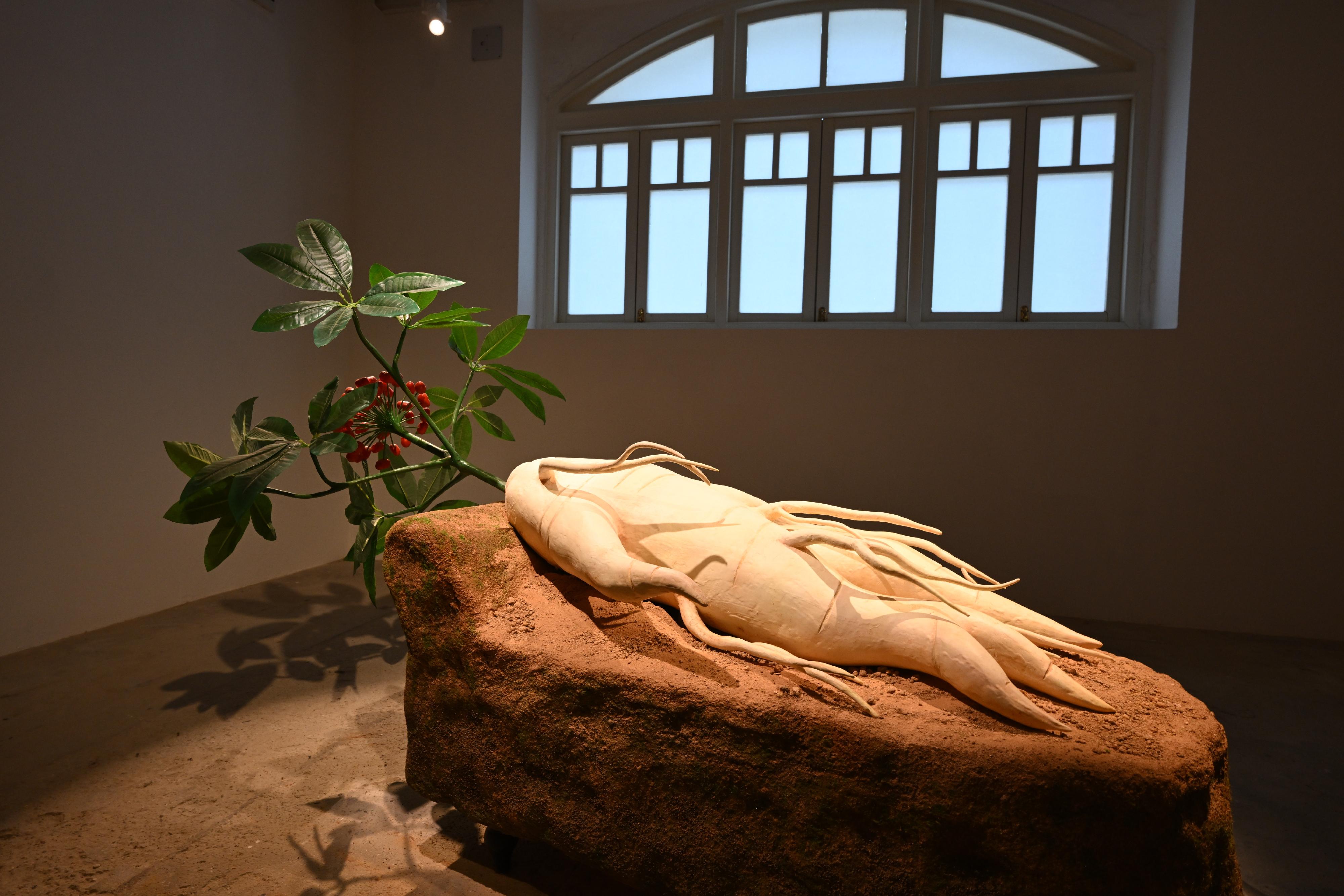 A new exhibition of the Oil Street Art Space (Oi!), "Oi! Spotlight: The Garden of Resemblances", will be on display from tomorrow (March 22) to August 31. Photo shows the artwork "Ginseng Dreams" by artist Phoebe Hui.
