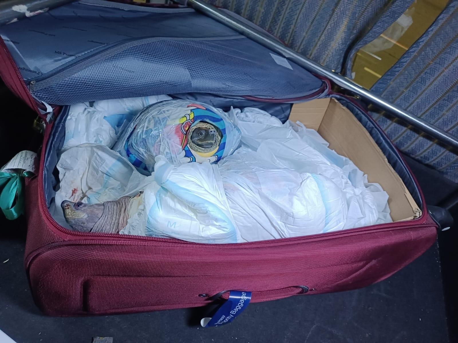 A 38-year-old Filipino man was convicted today (March 28) of smuggling endangered turtles in contravention of the Protection of Endangered Species of Animals and Plants Ordinance (Cap. 586) and the Prevention of Cruelty to Animals Ordinance (Cap. 169) and sentenced to 30 months' imprisonment. Photo shows some of the endangered turtles seized.