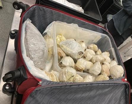 A 38-year-old Filipino man was convicted today (March 28) of smuggling endangered turtles in contravention of the Protection of Endangered Species of Animals and Plants Ordinance (Cap. 586) and the Prevention of Cruelty to Animals Ordinance (Cap. 169) and sentenced to 30 months' imprisonment. Photo shows some of the endangered turtles seized.